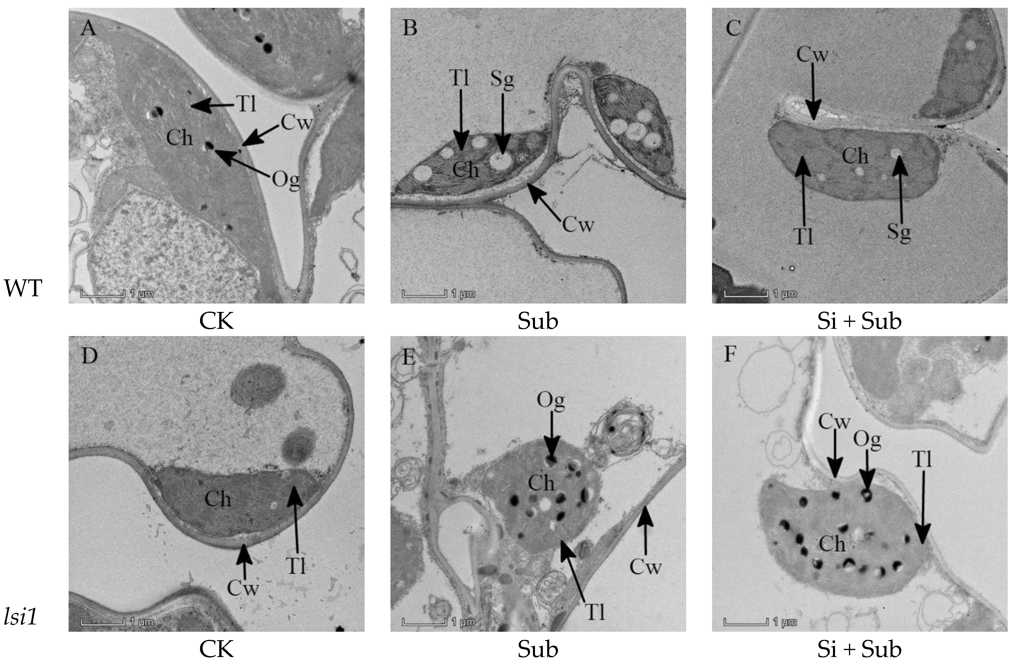 Plants 10 00767 g004