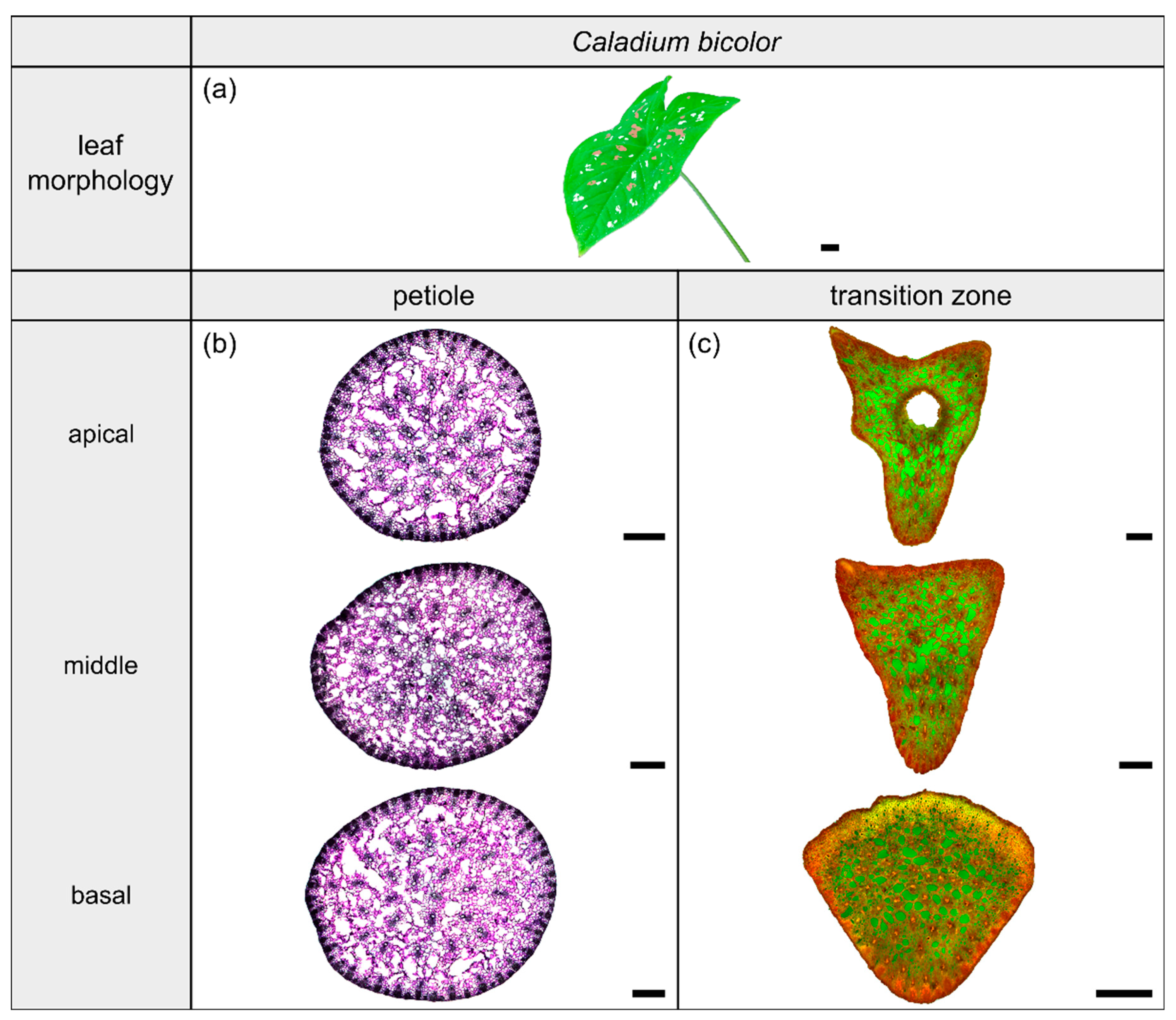 Plants 10 00774 g004