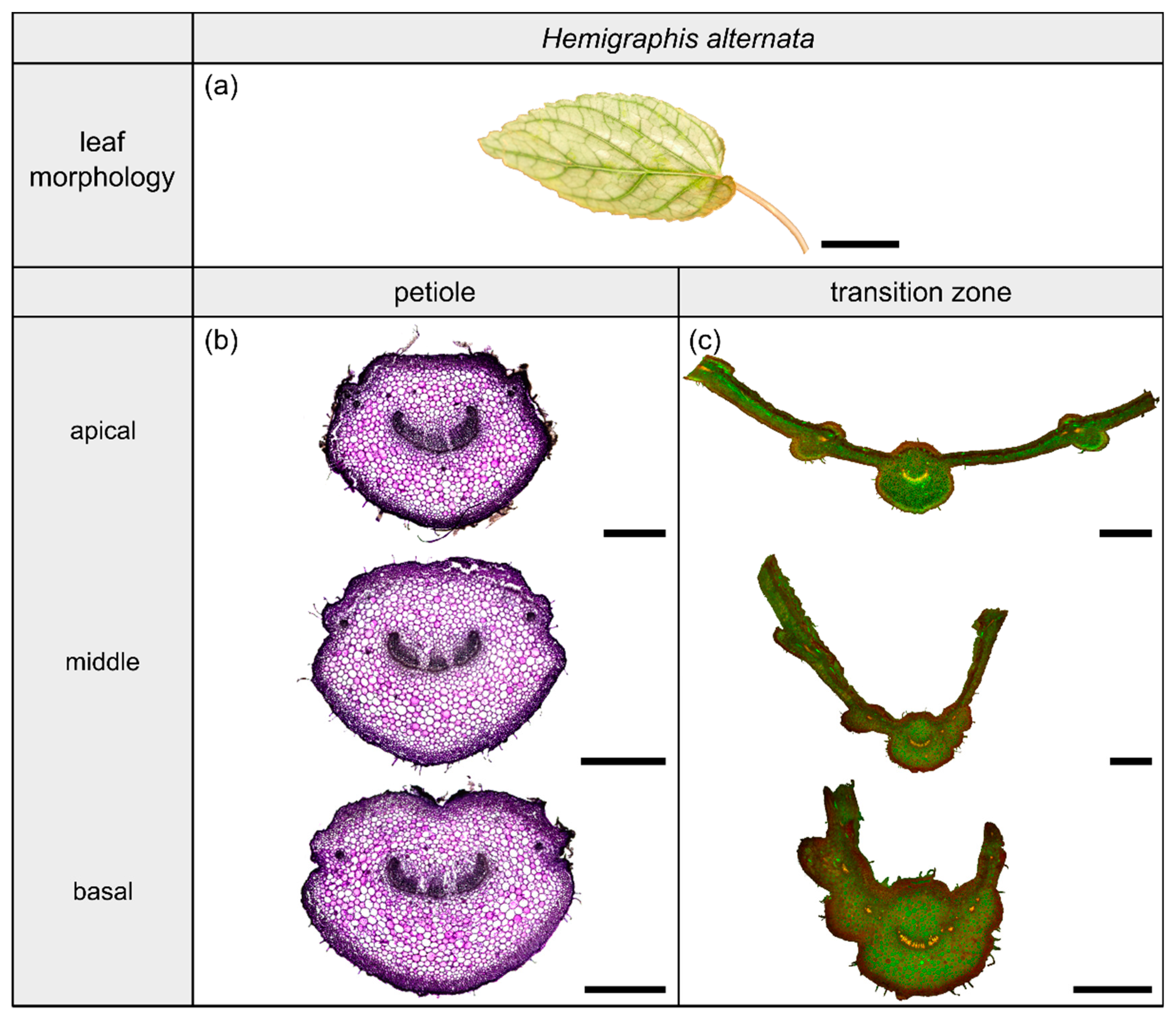 Plants 10 00774 g005
