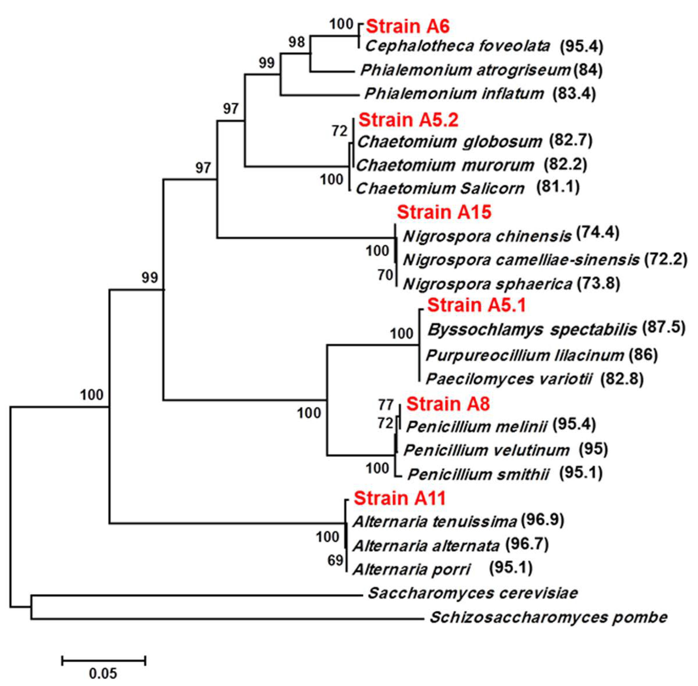 Plants 10 00784 g001