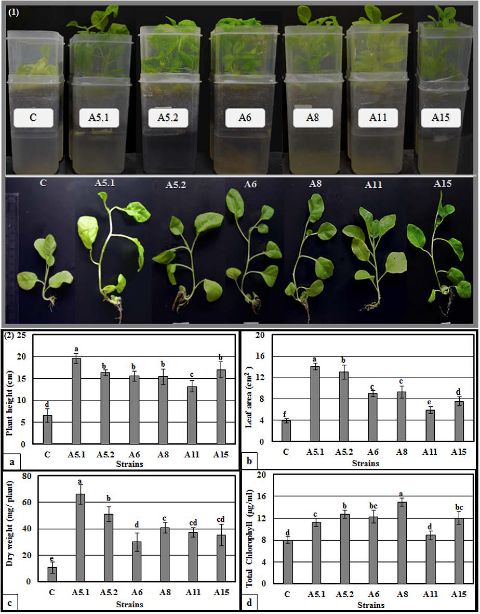 Plants 10 00784 g004