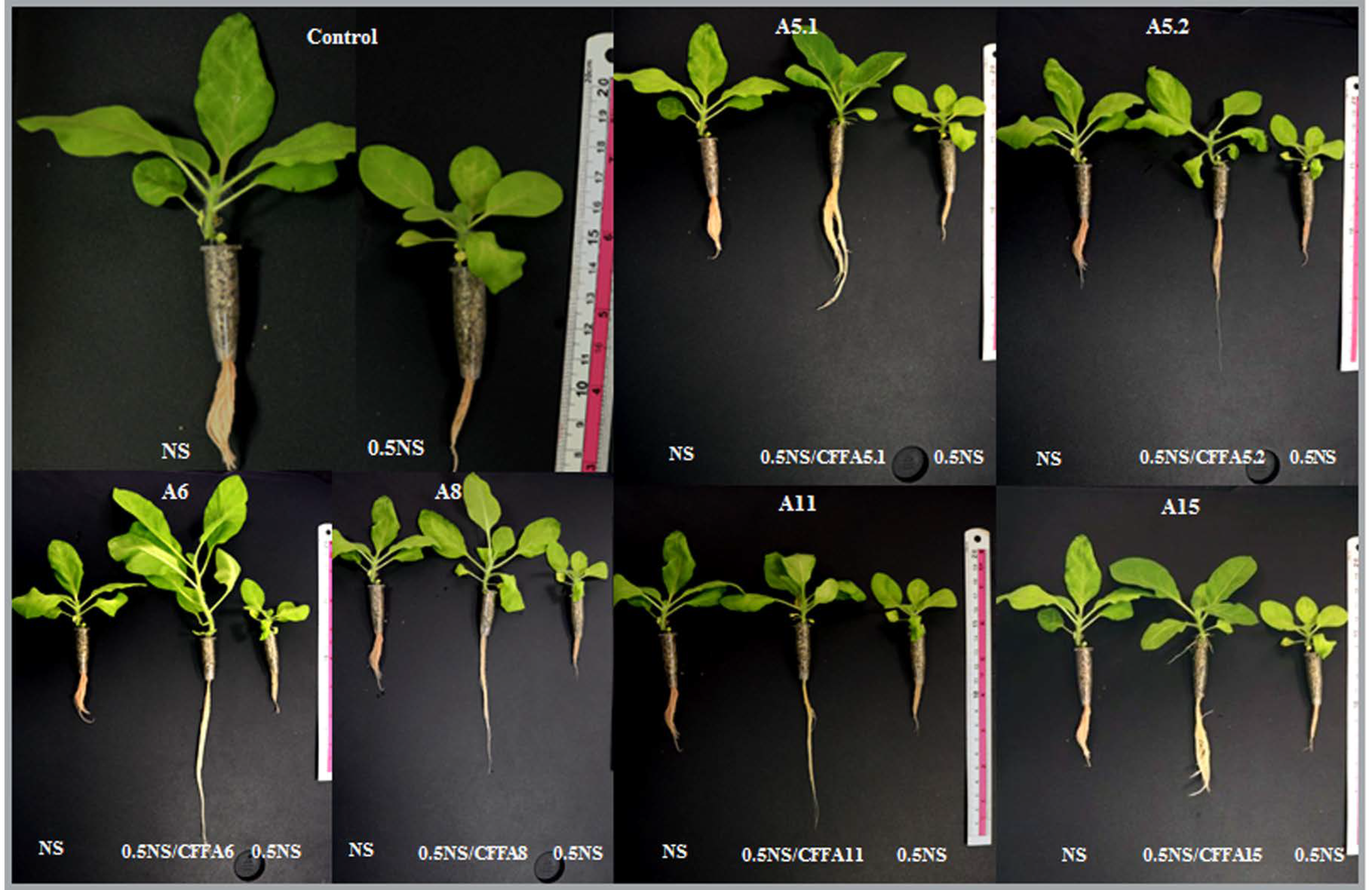 Plants 10 00784 g005