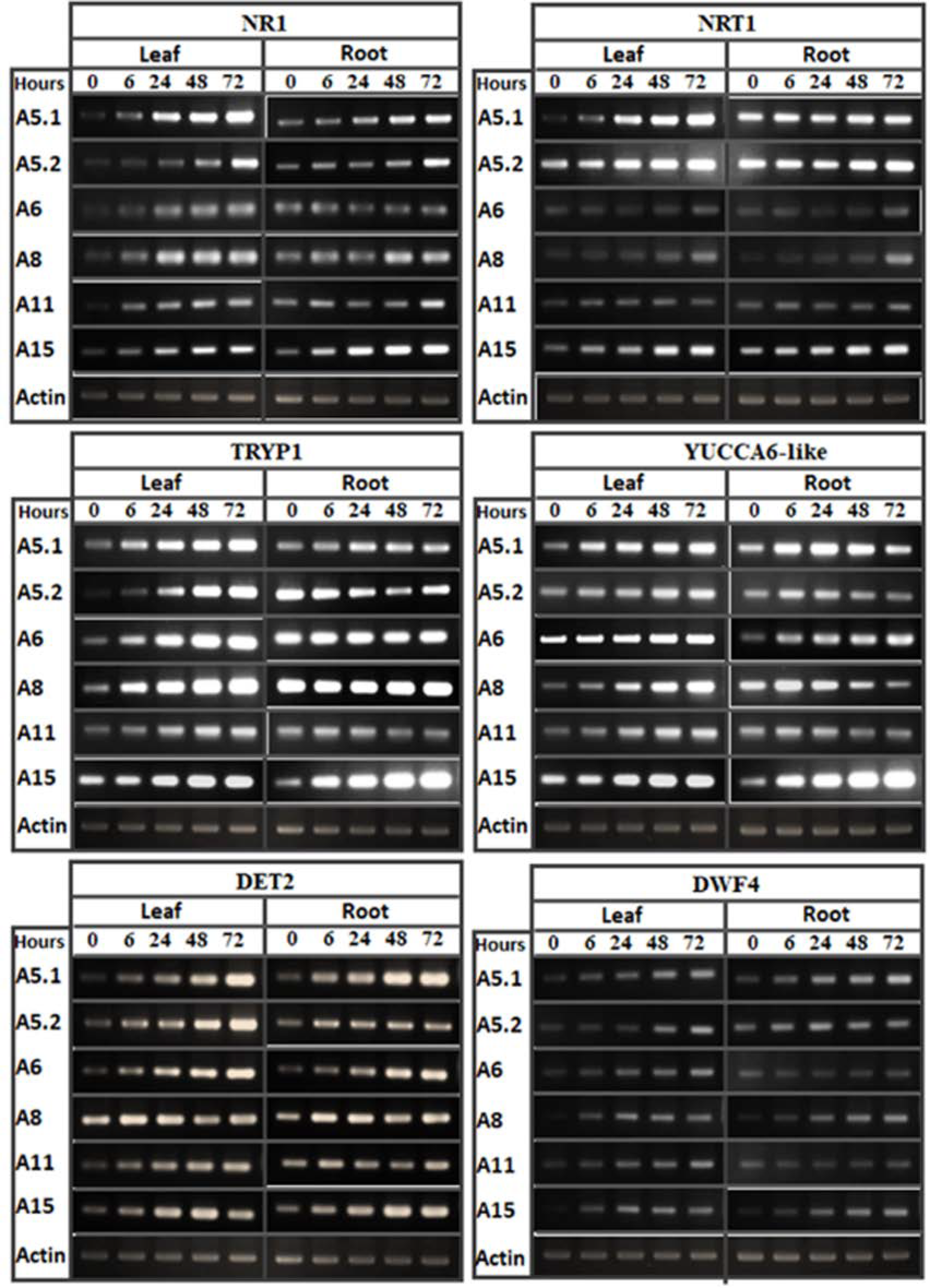 Plants 10 00784 g008