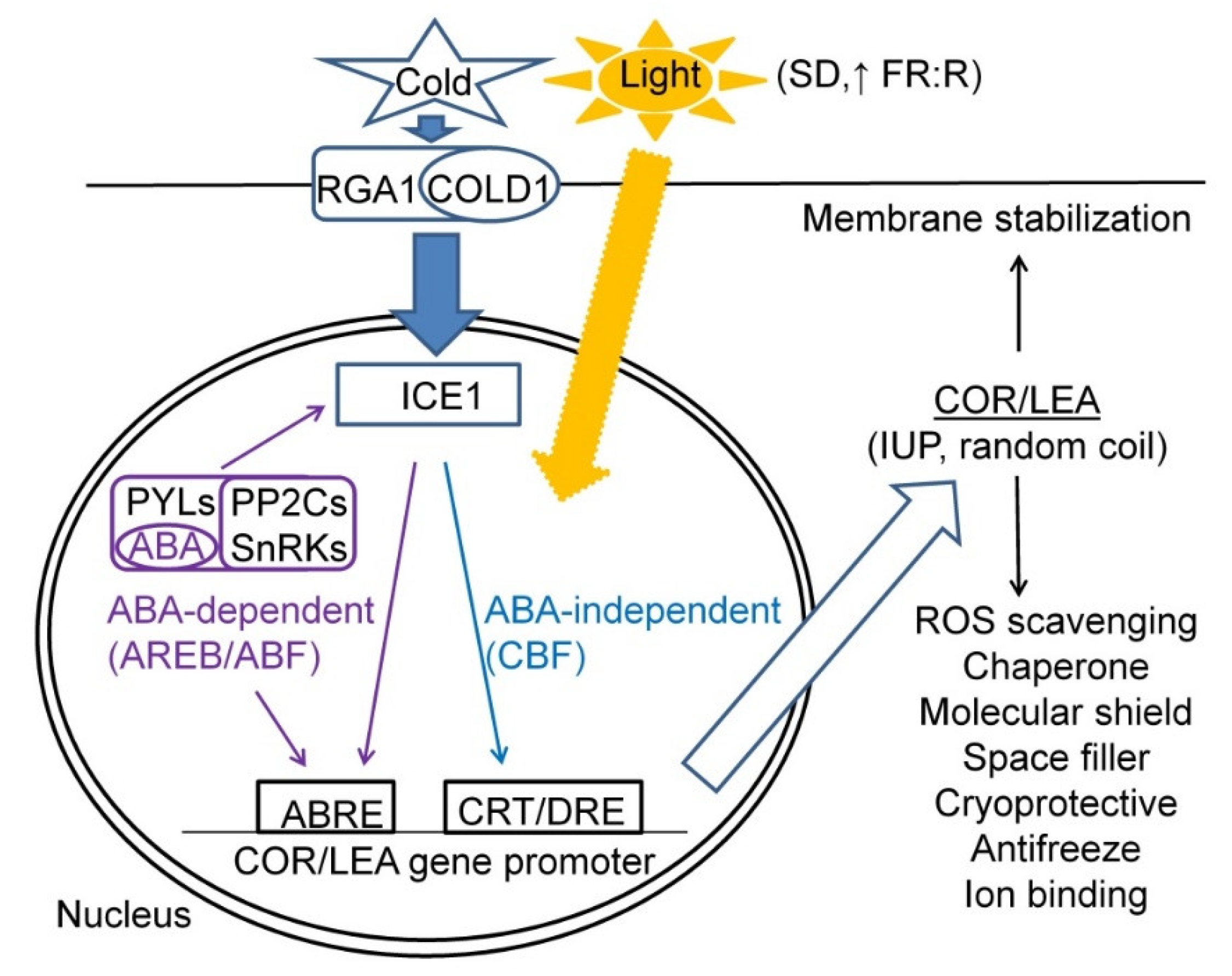 Plants 10 00789 g001