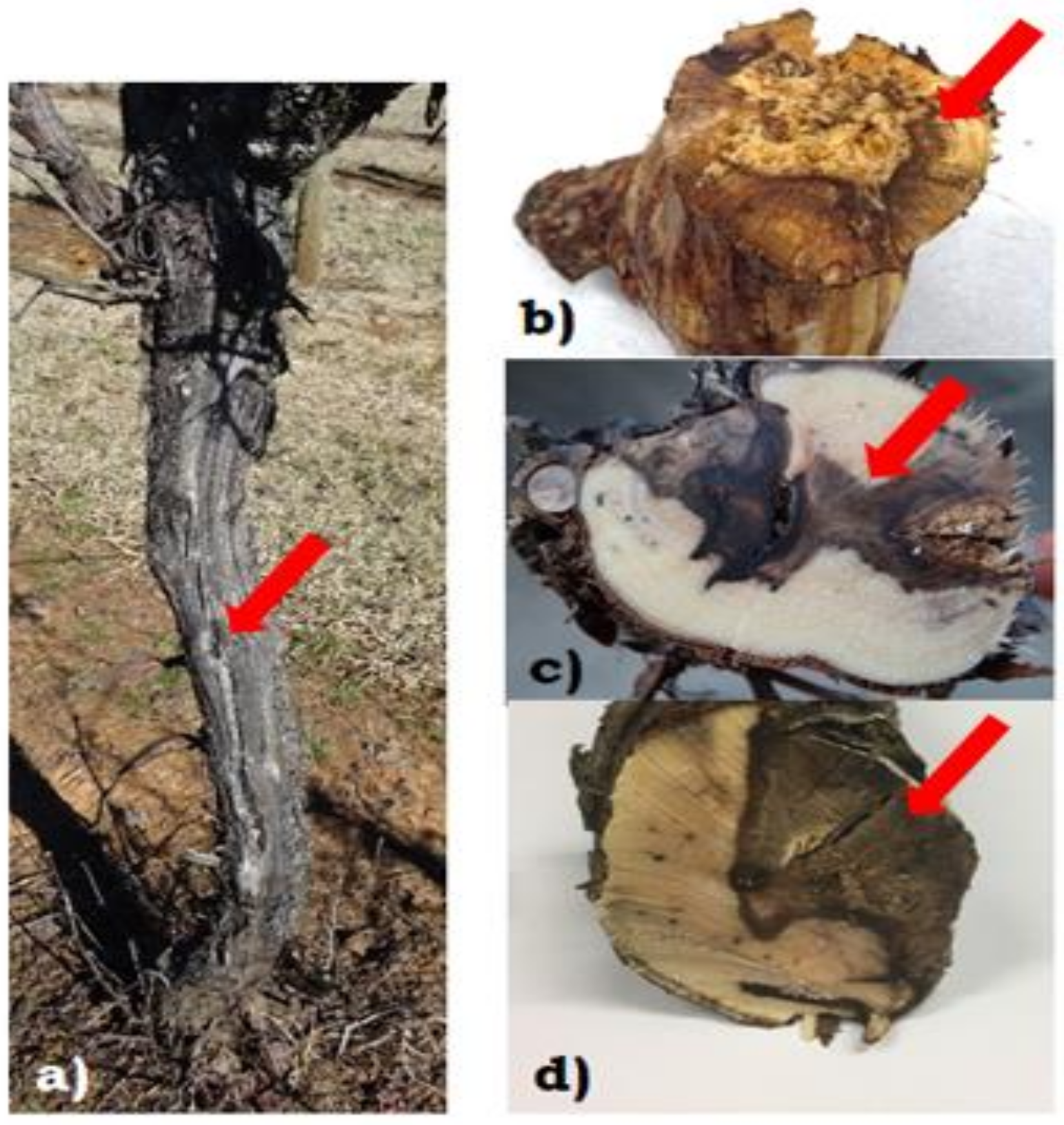 Plants 10 00802 g005 Plants 10 00802 g005