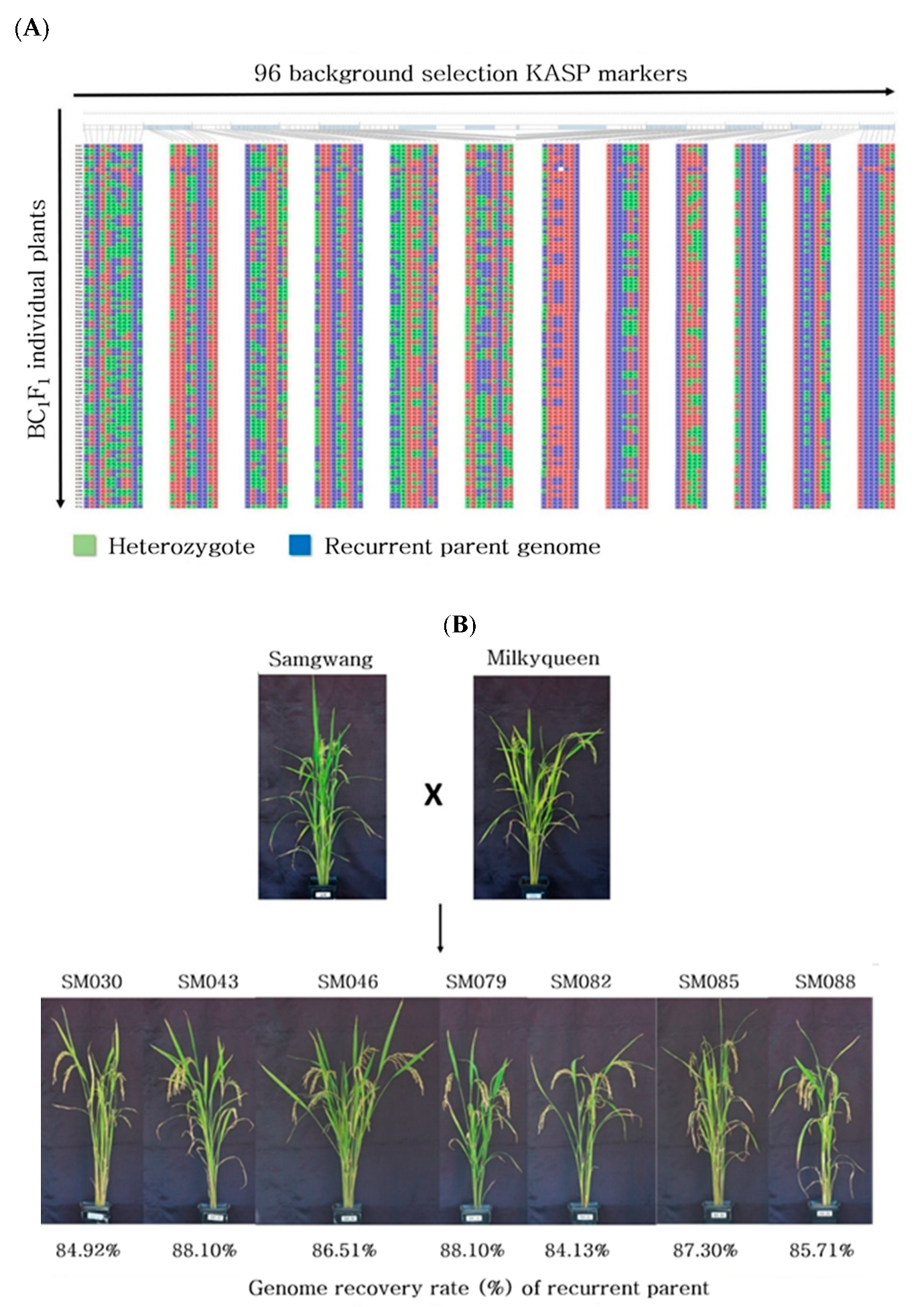 Plants 10 00804 g004