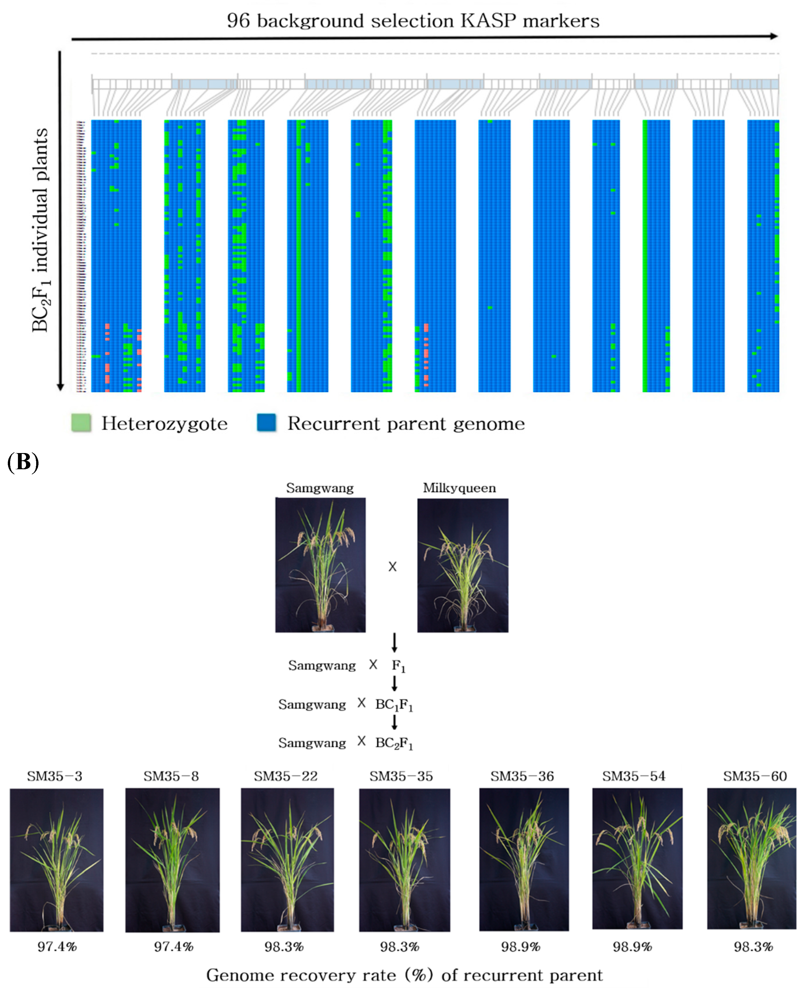 Plants 10 00804 g005