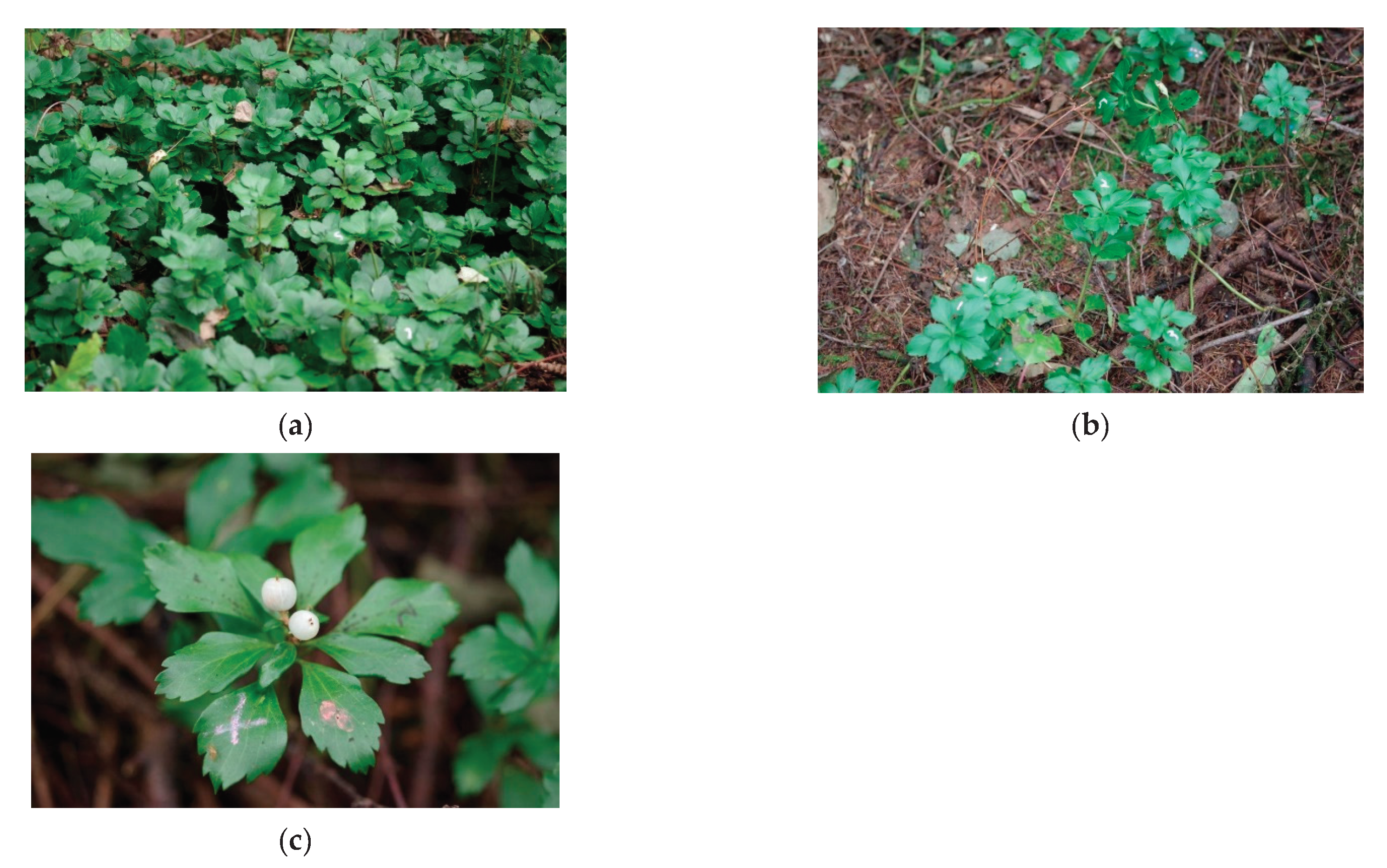 Plants 10 00809 g001