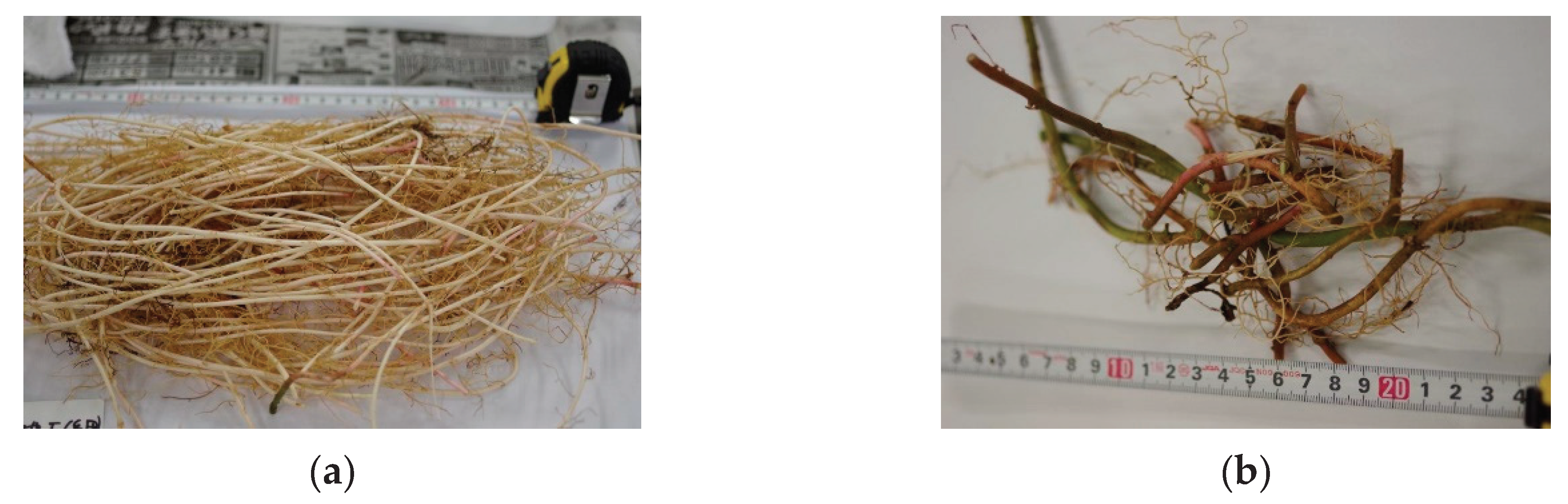 Plants 10 00809 g003