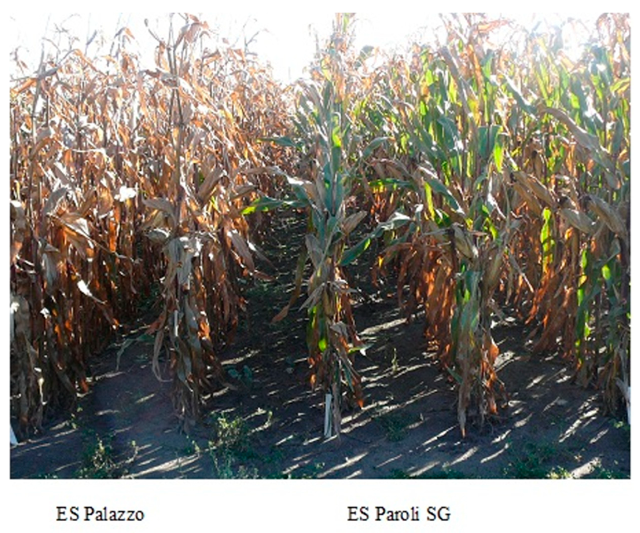 Plants 10 00830 g001 Plants 10 00830 g001