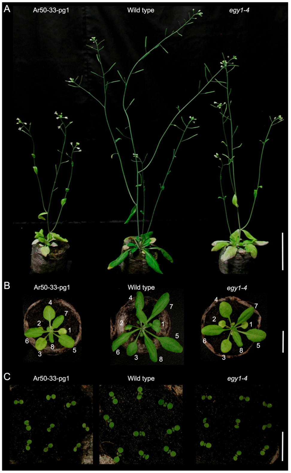 Plants 10 00848 g001