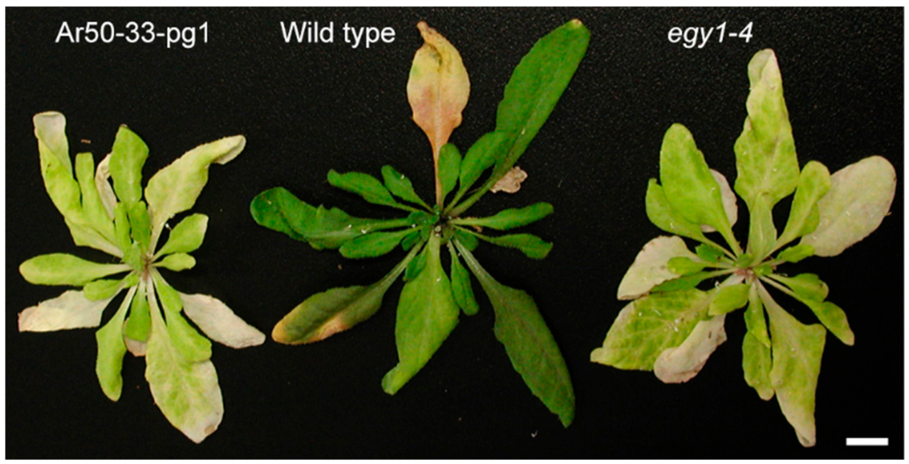 Plants 10 00848 g002