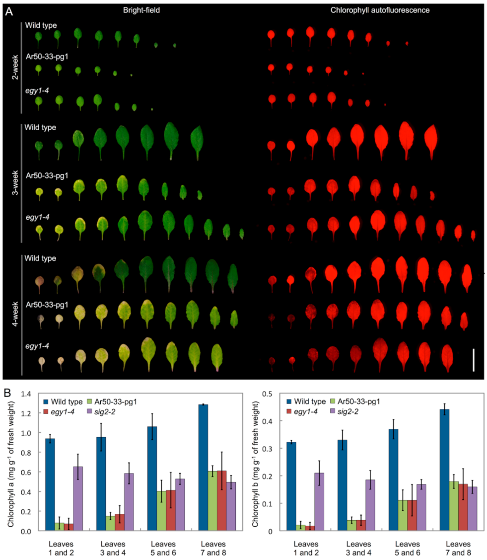 Plants 10 00848 g003