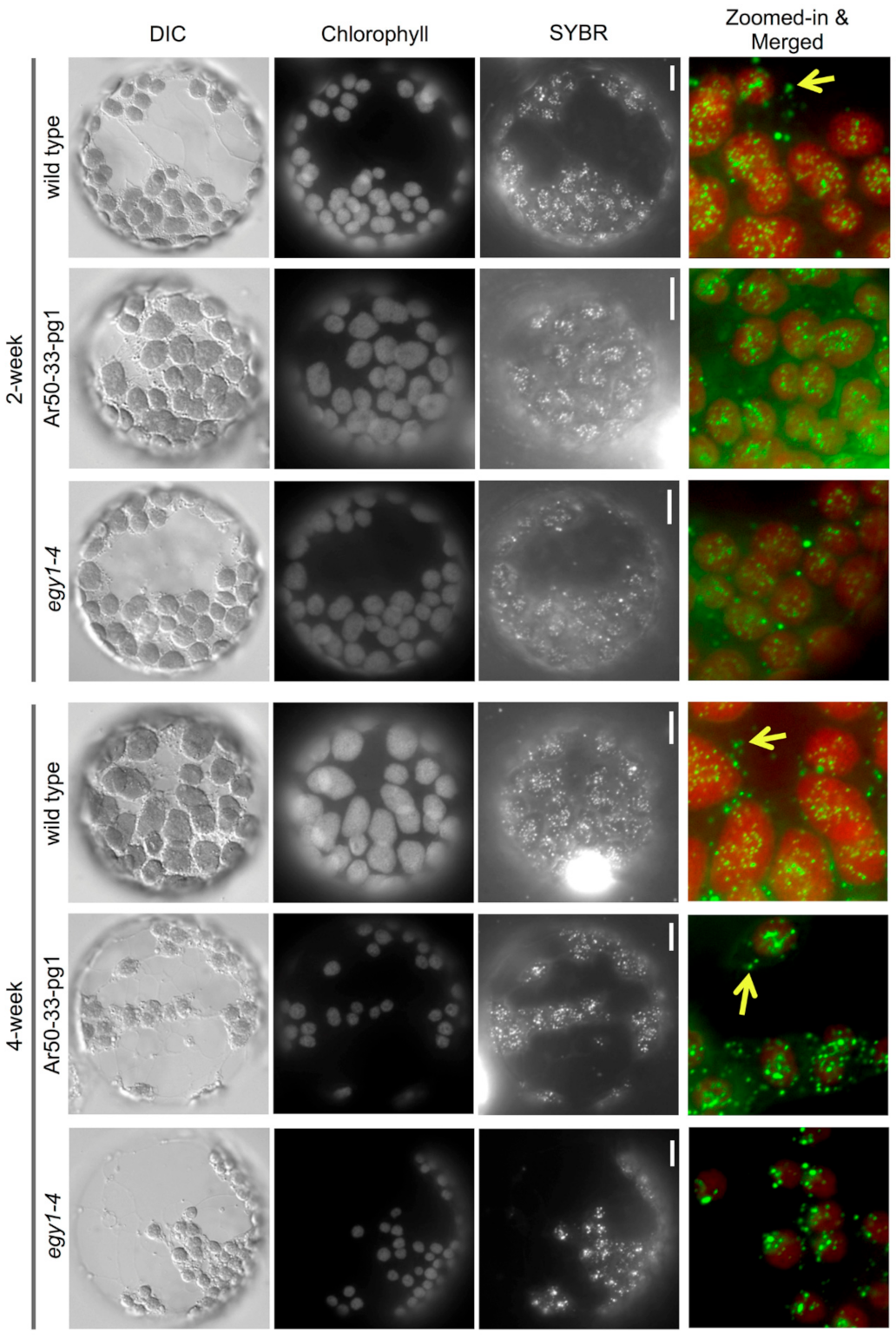 Plants 10 00848 g004