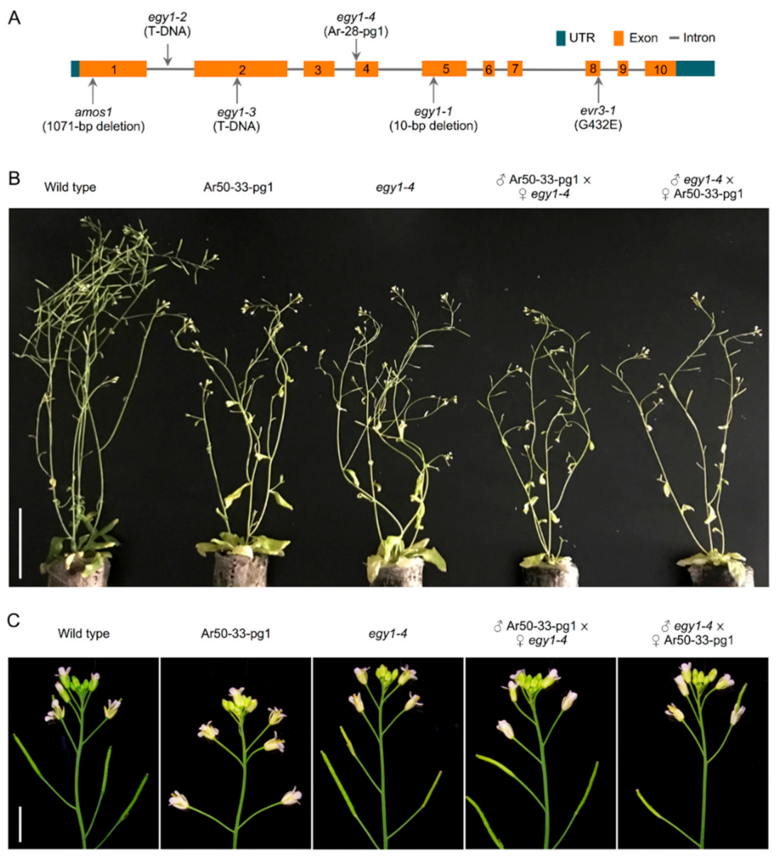 Plants 10 00848 g006