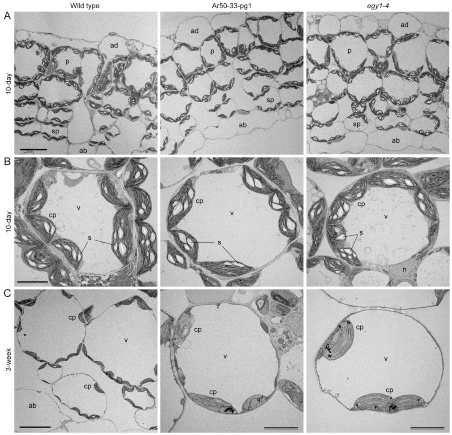Plants 10 00848 g007