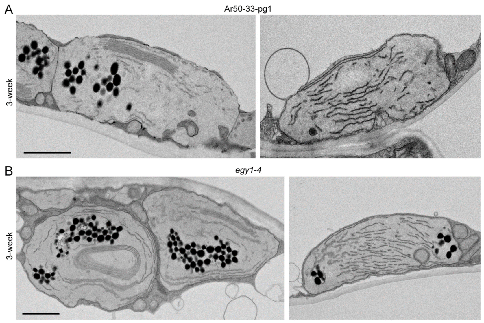 Plants 10 00848 g009
