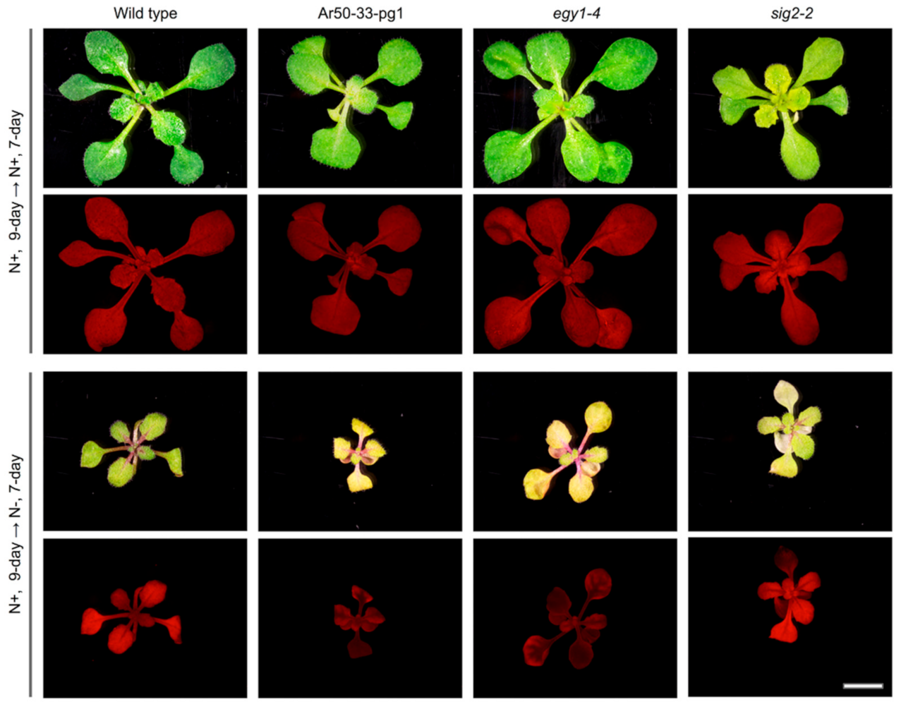Plants 10 00848 g010