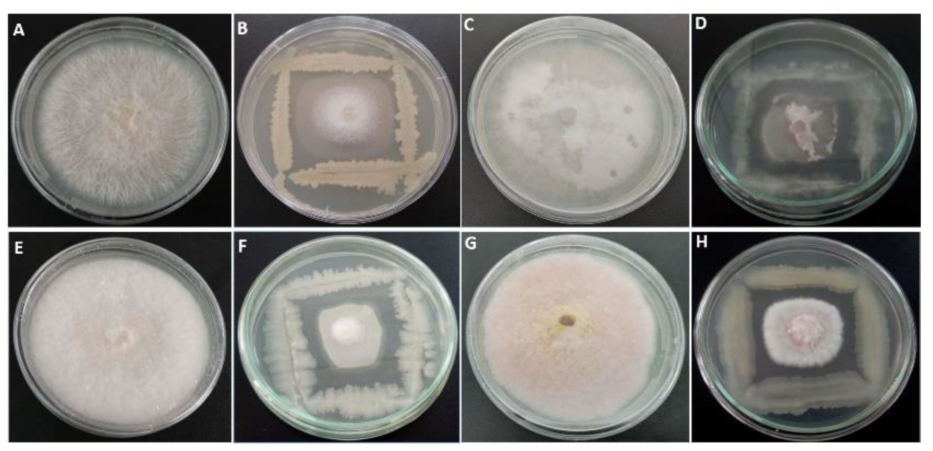 Plants 10 00872 g001