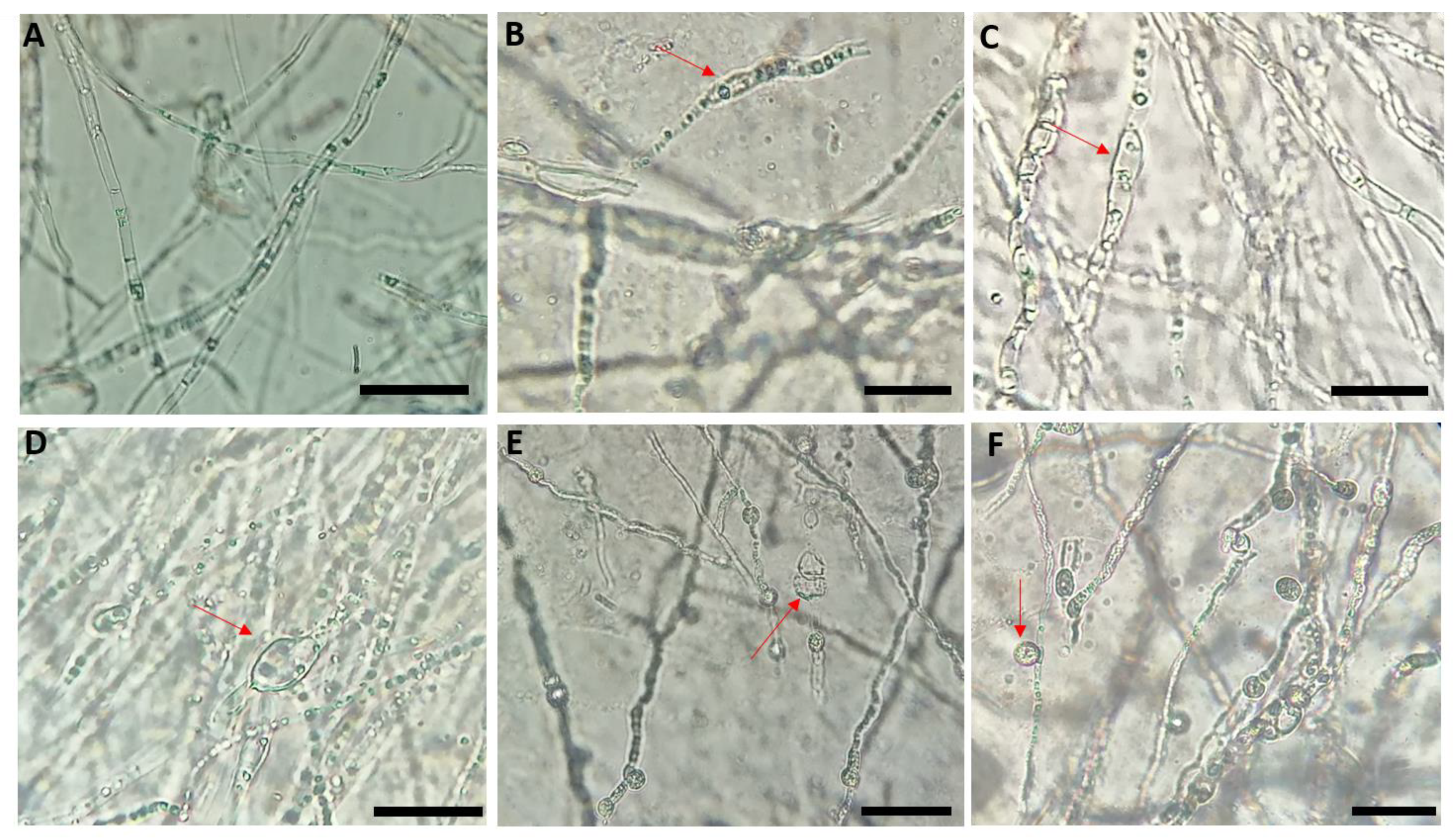 Plants 10 00872 g002