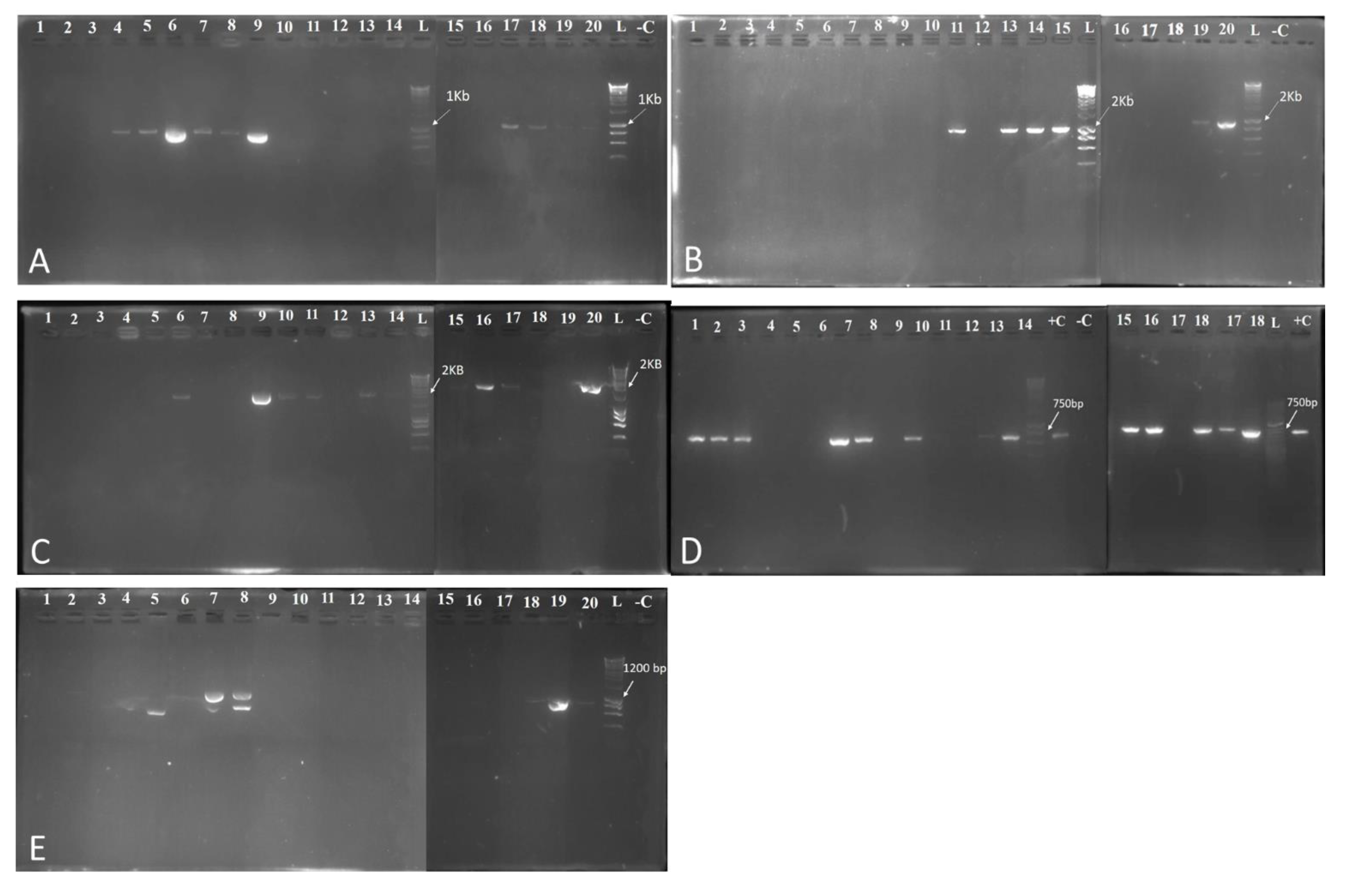 Plants 10 00872 g004