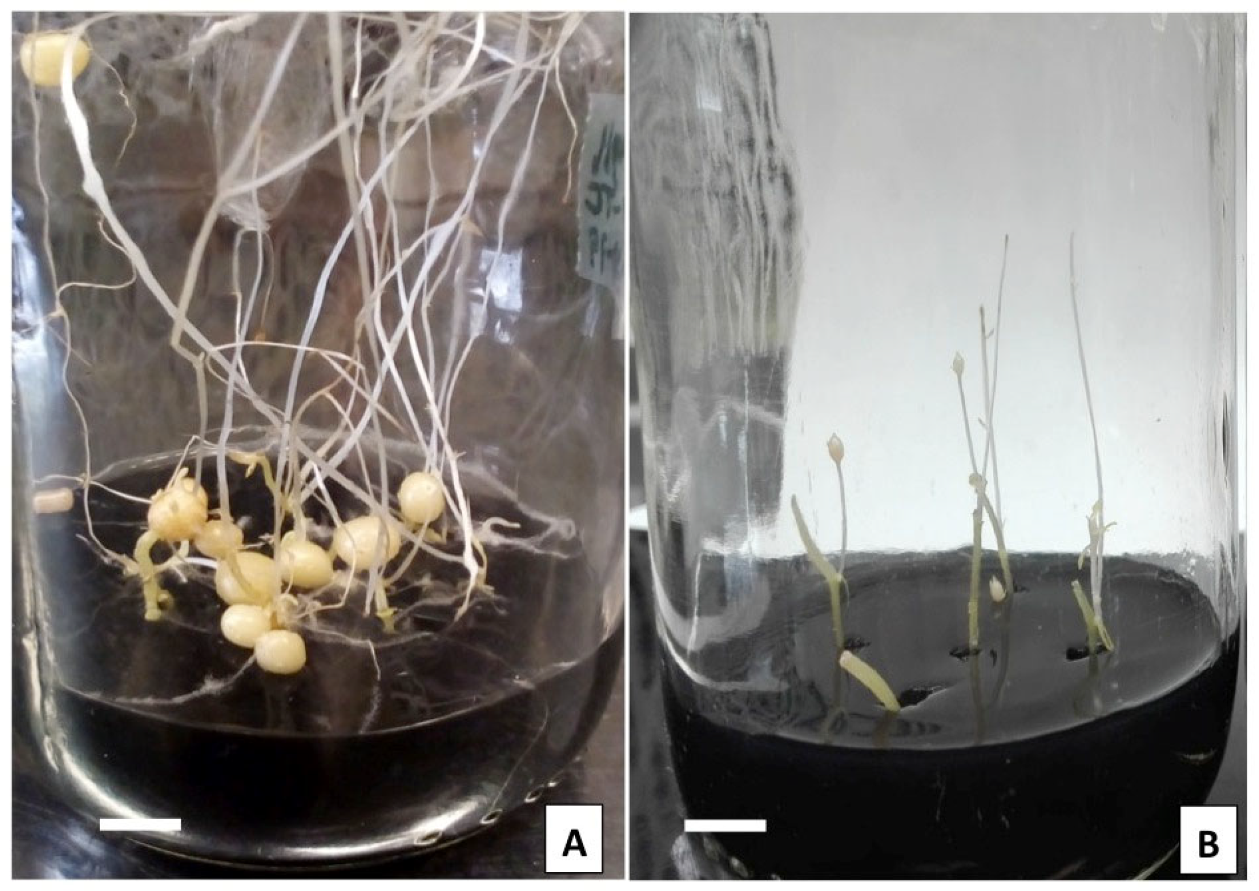 Plants 10 00876 g001