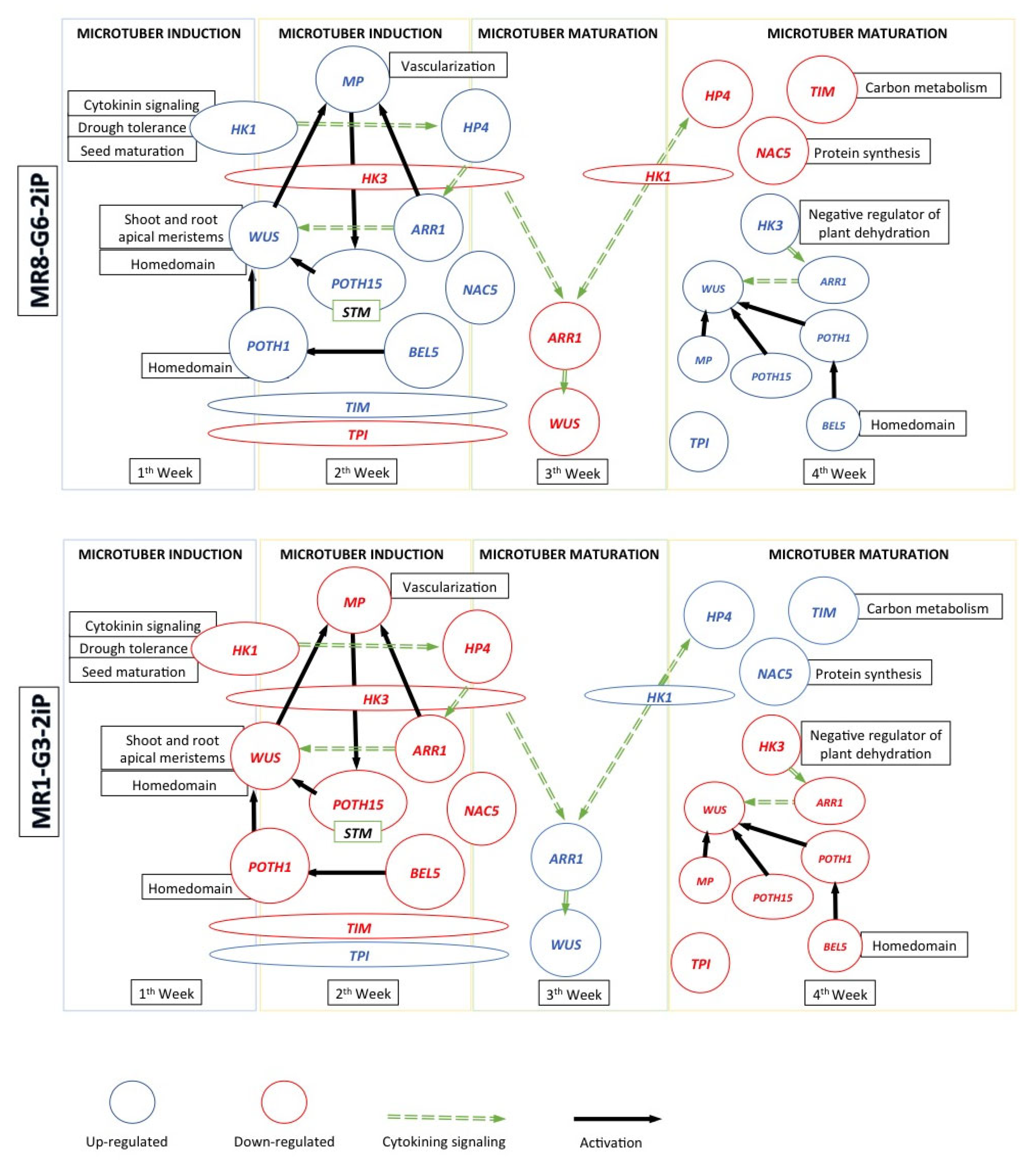 Plants 10 00876 g004