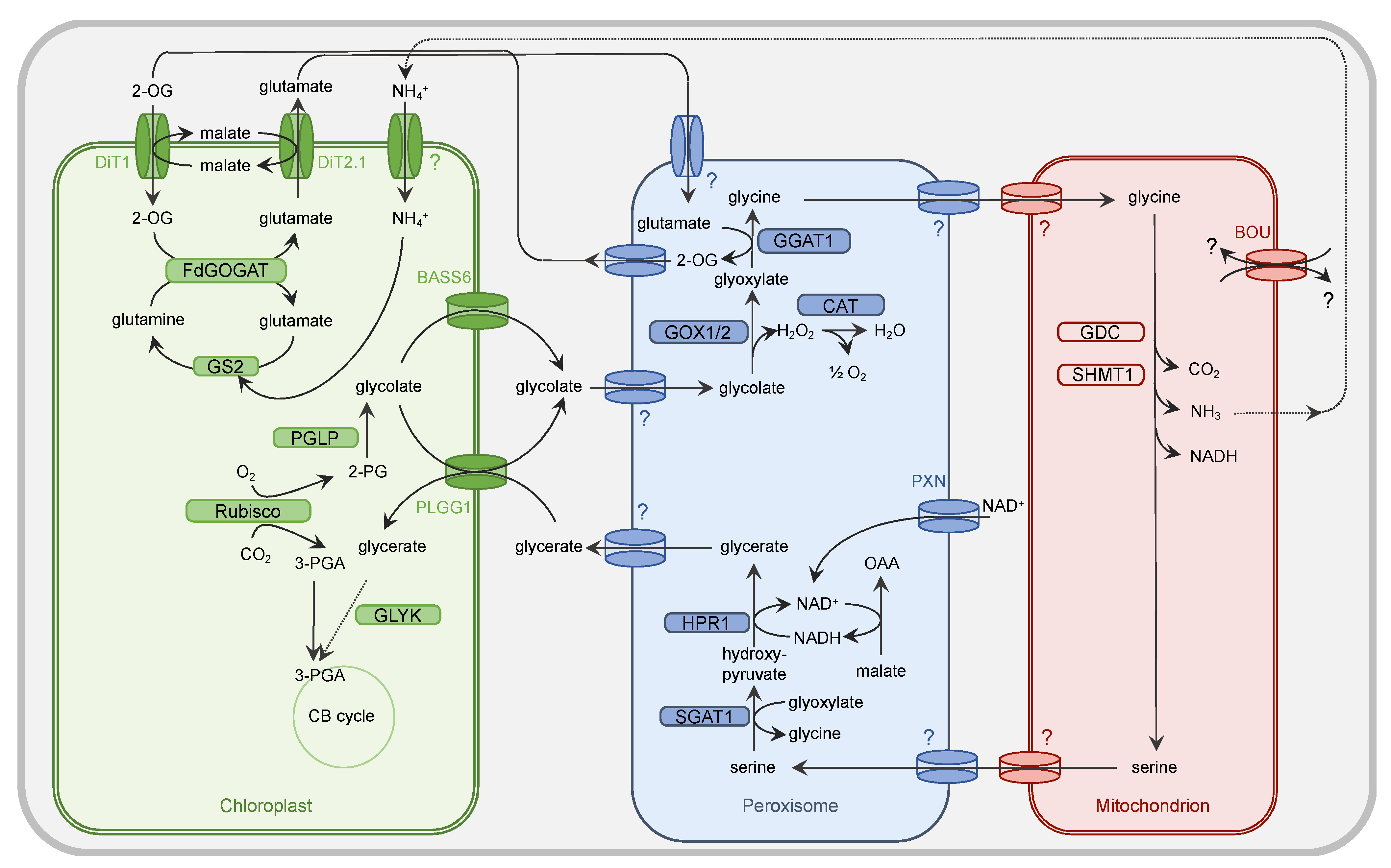 Plants 10 00880 g001