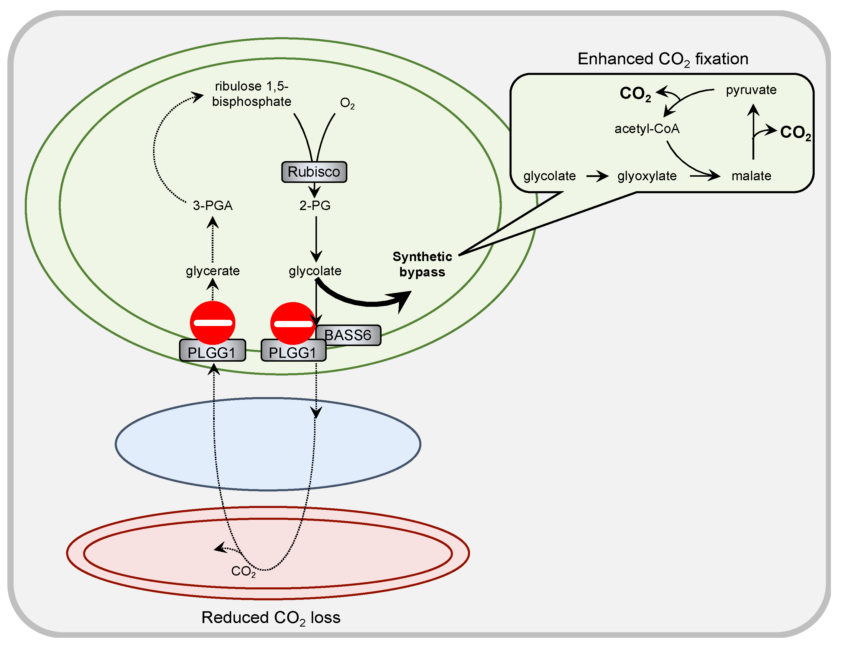 Plants 10 00880 g002