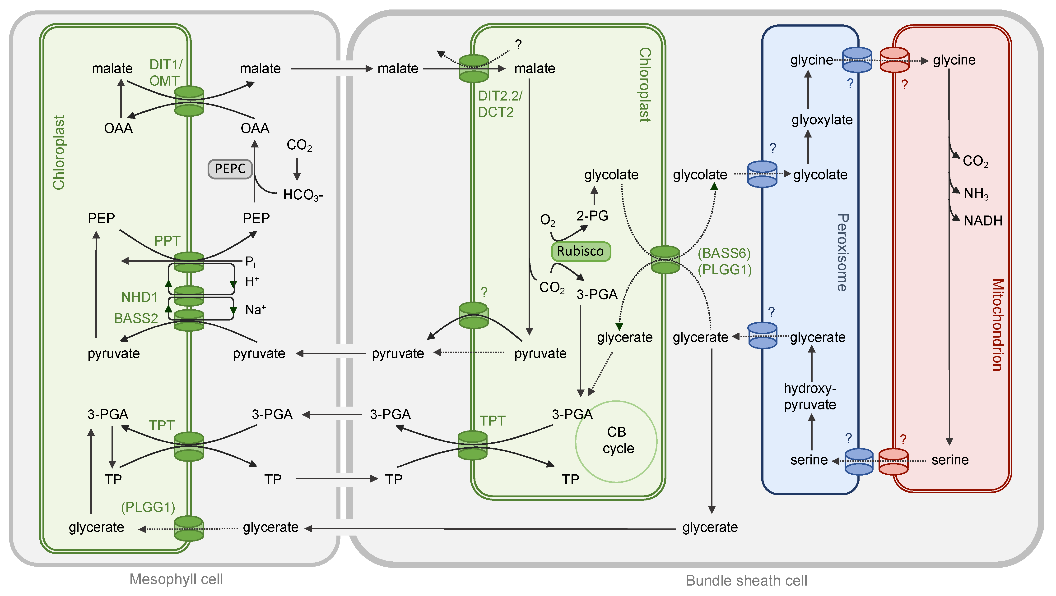 Plants 10 00880 g003