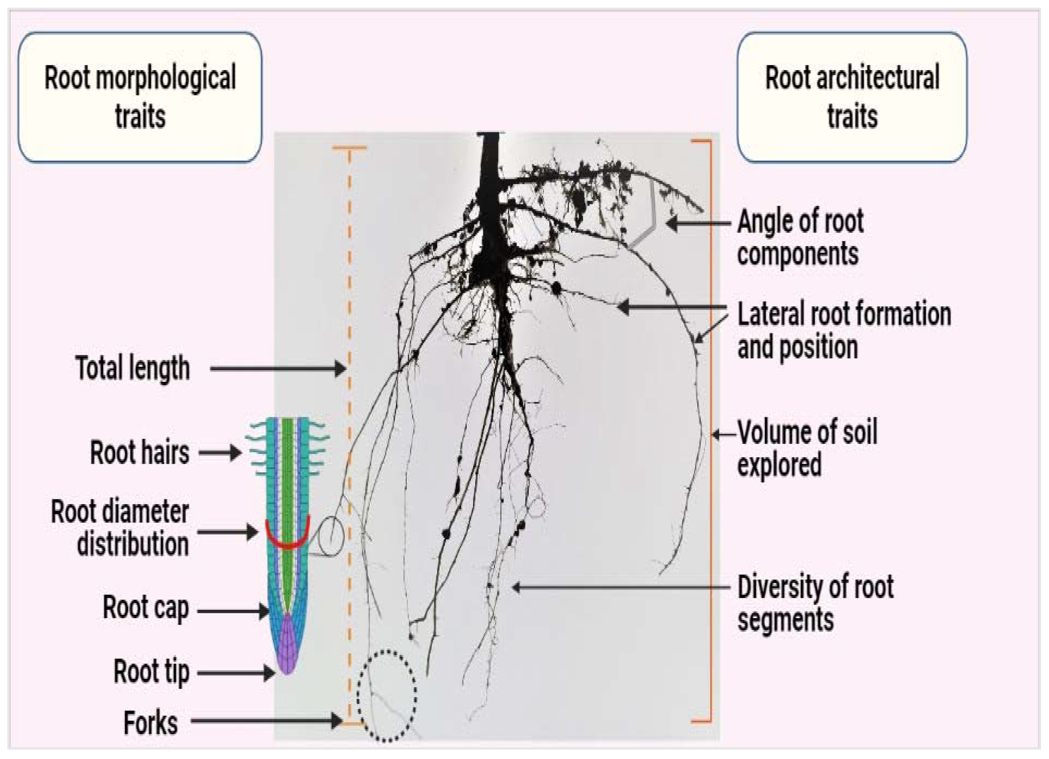 Plants 10 00885 g001