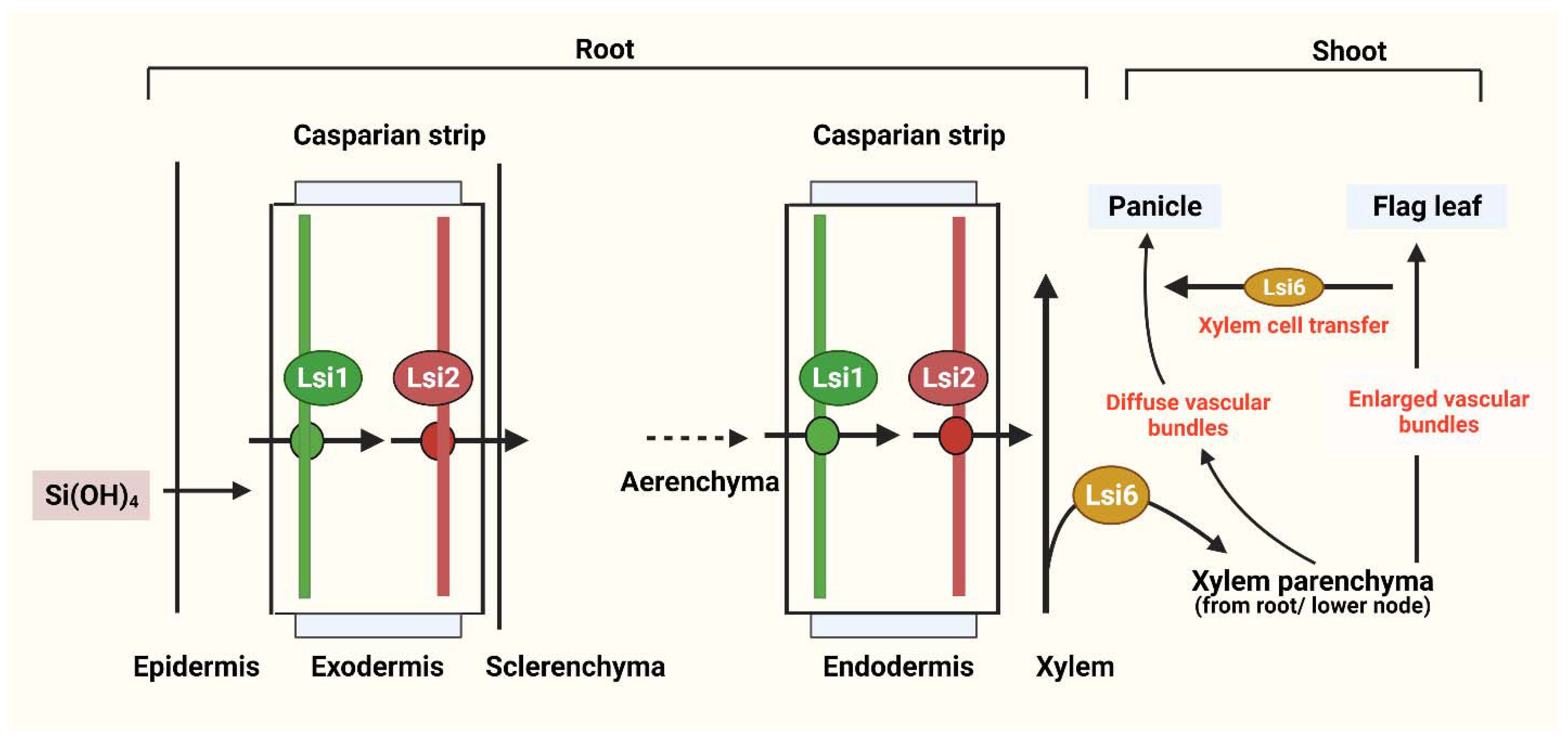 Plants 10 00885 g002