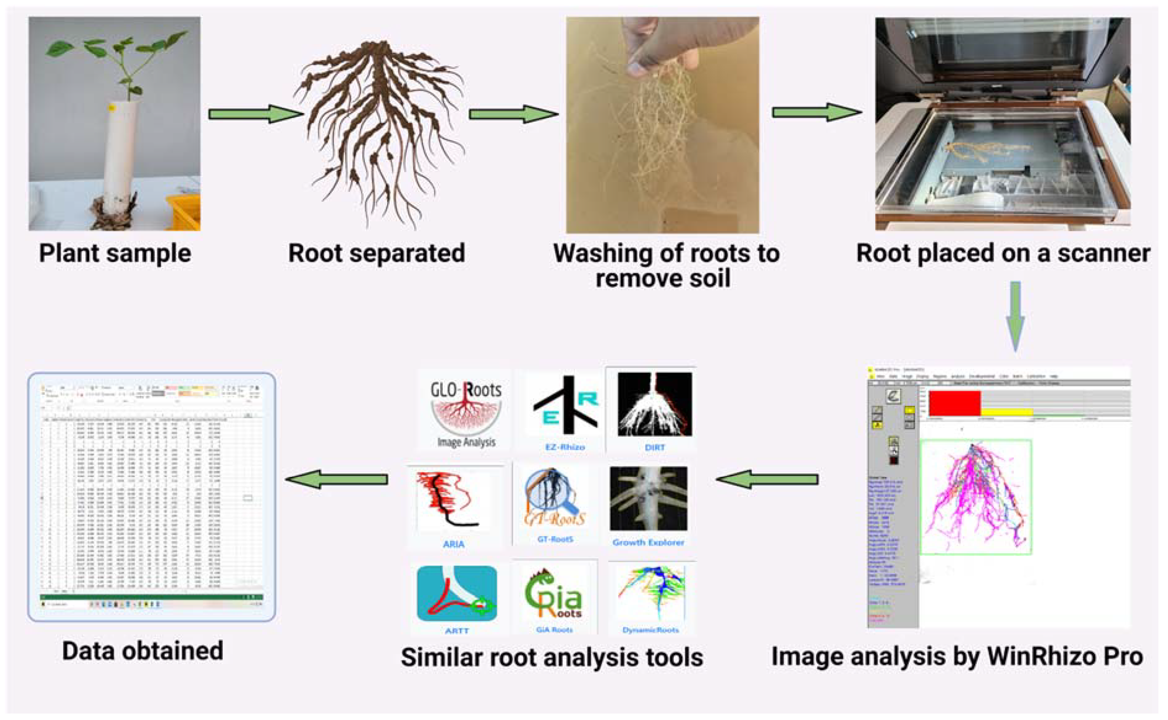 Plants 10 00885 g003