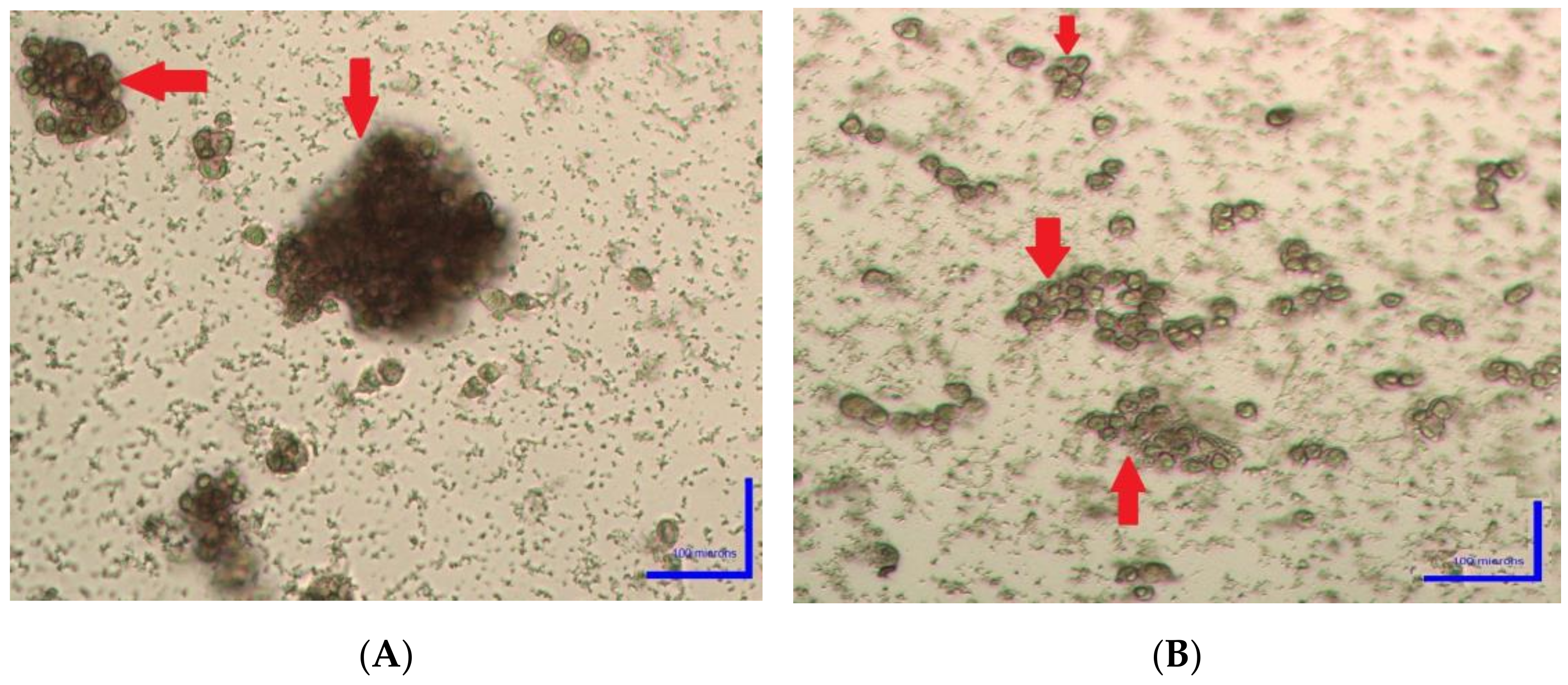 Plants 10 00889 g001