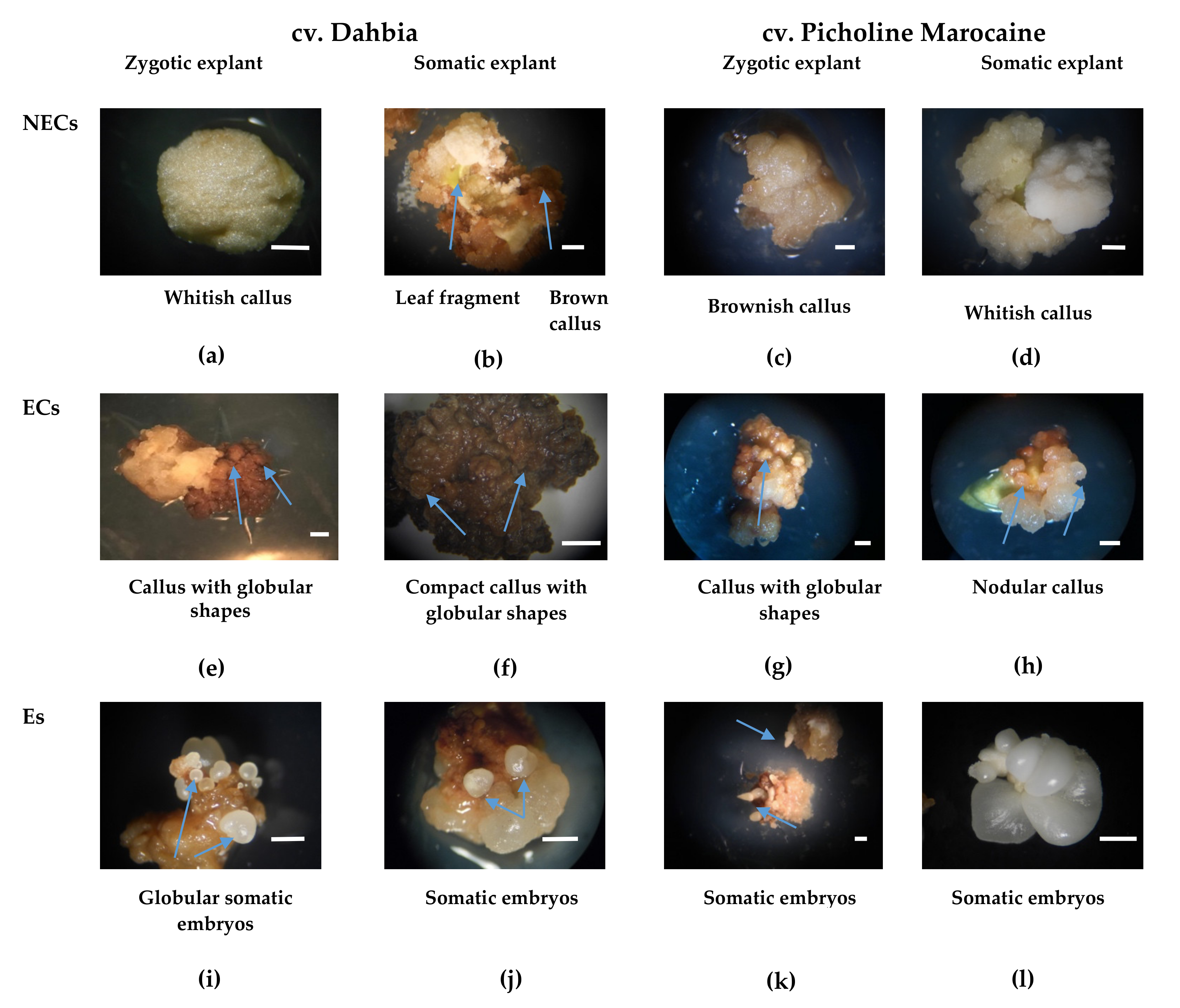 Plants 10 00901 g001 Plants 10 00901 g001