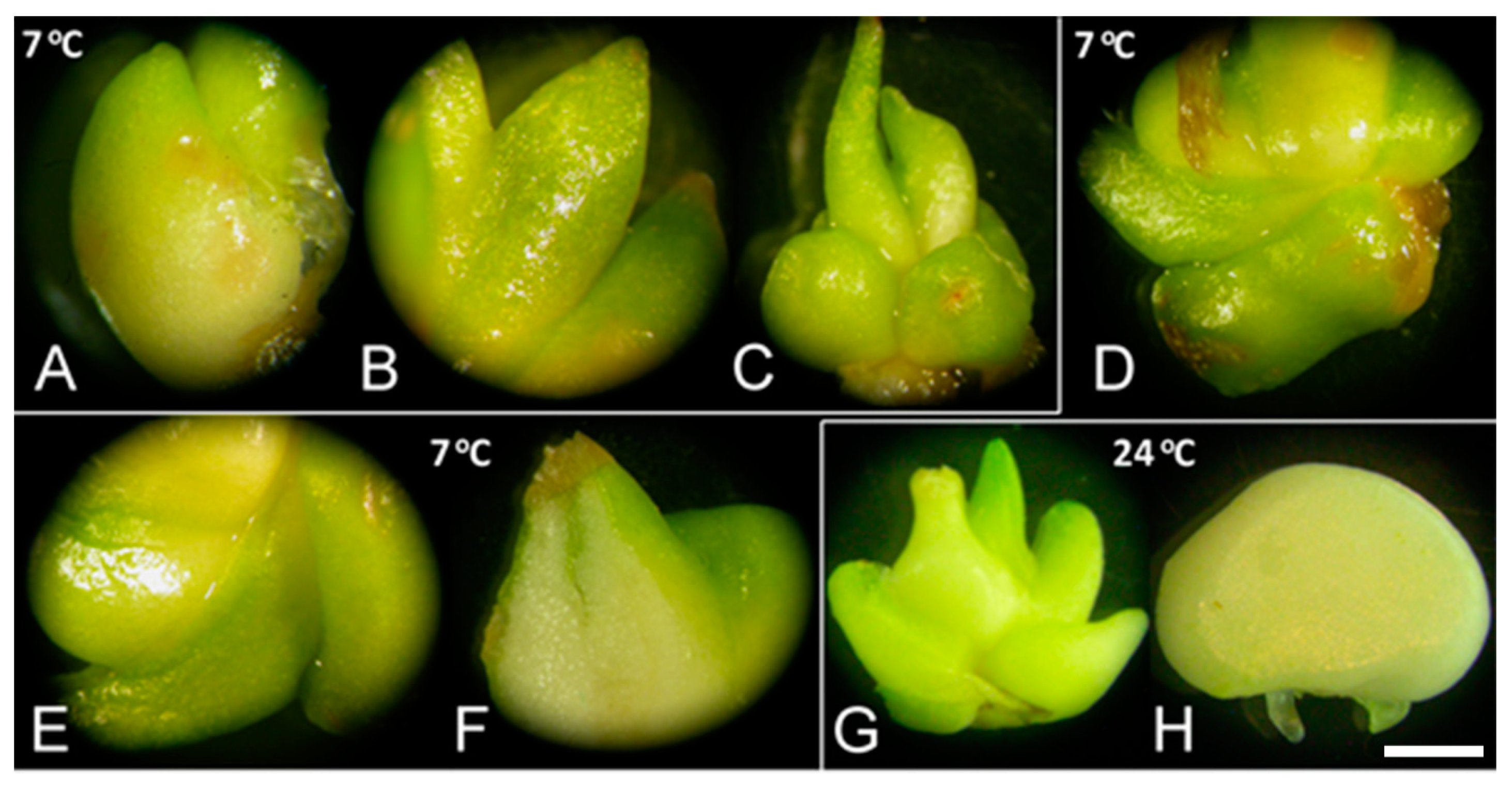 Plants 10 00902 g002 Plants 10 00902 g002