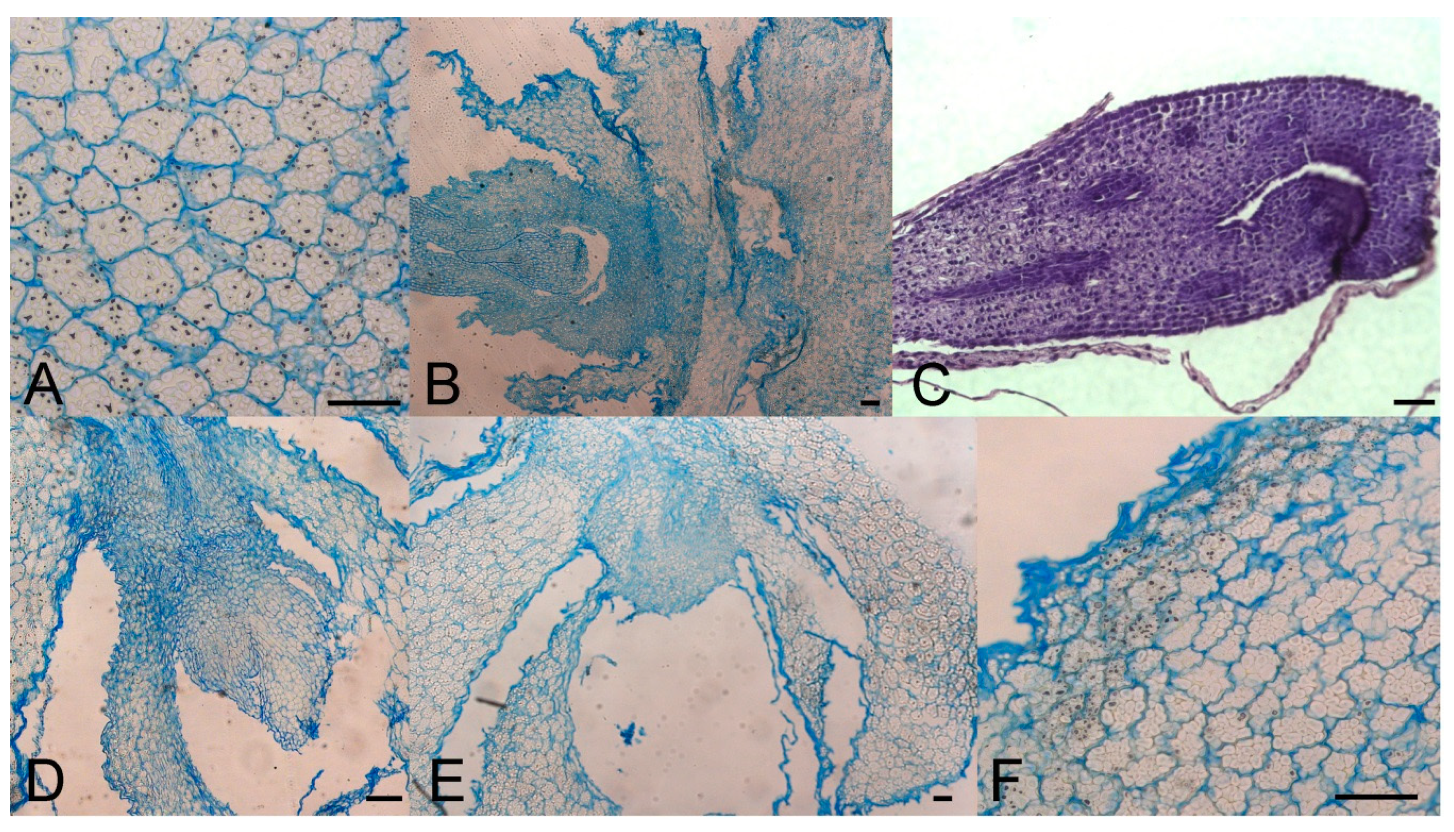 Plants 10 00902 g003 Plants 10 00902 g003