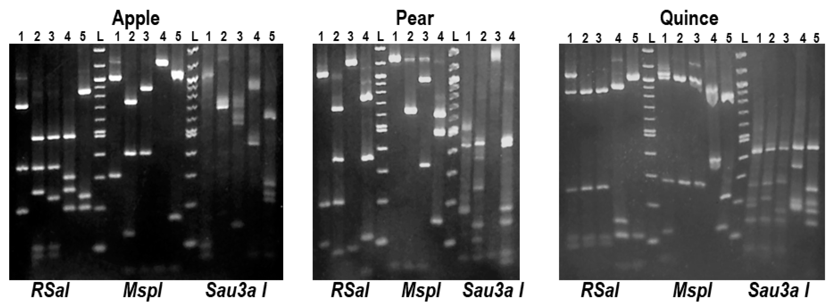 Plants 10 00917 g001