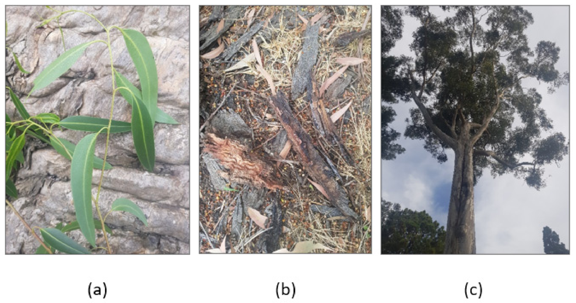 Plants 10 00929 g004