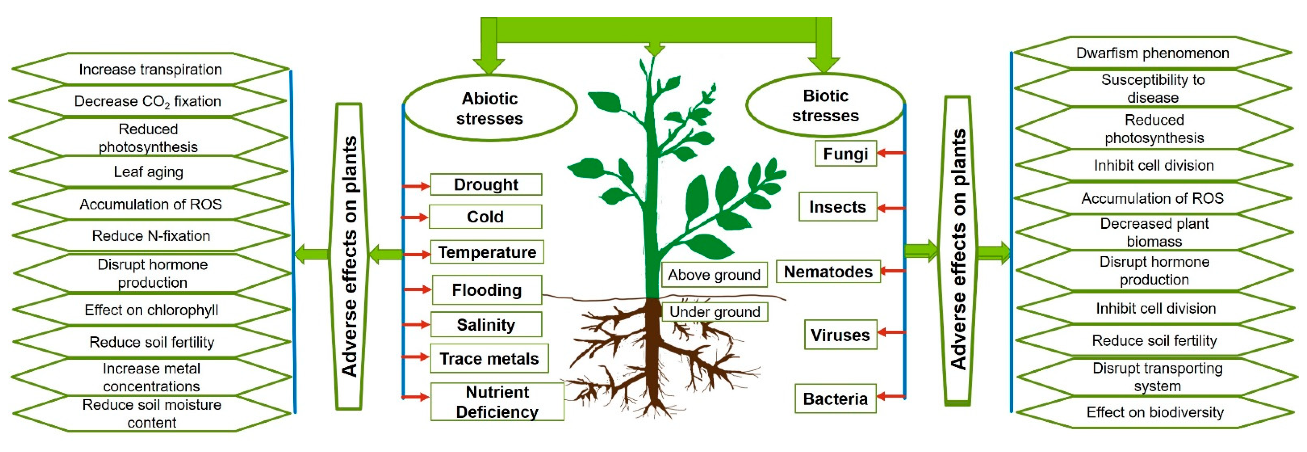 Plants 10 00935 g005 Plants 10 00935 g005