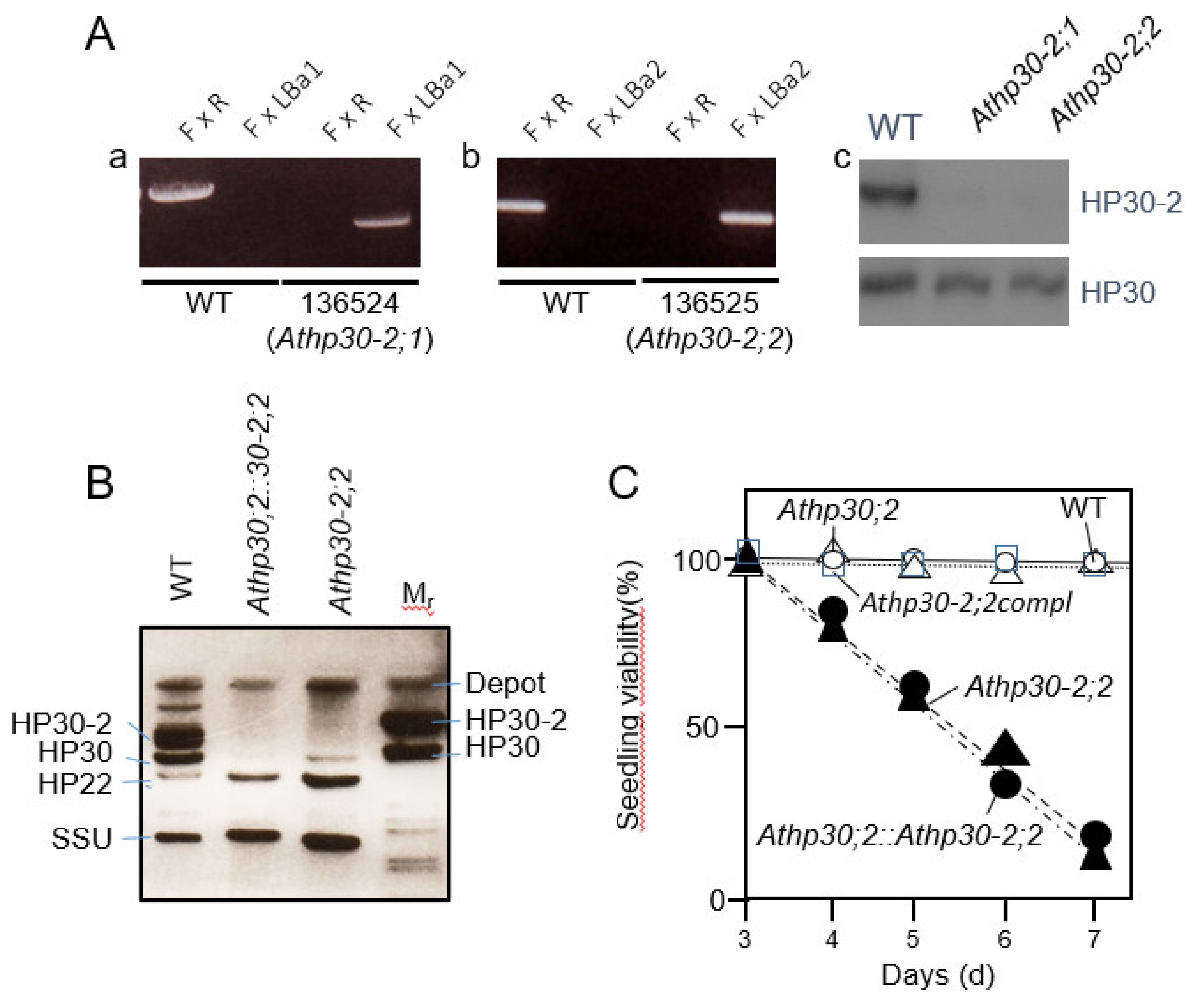 Plants 10 00958 g002