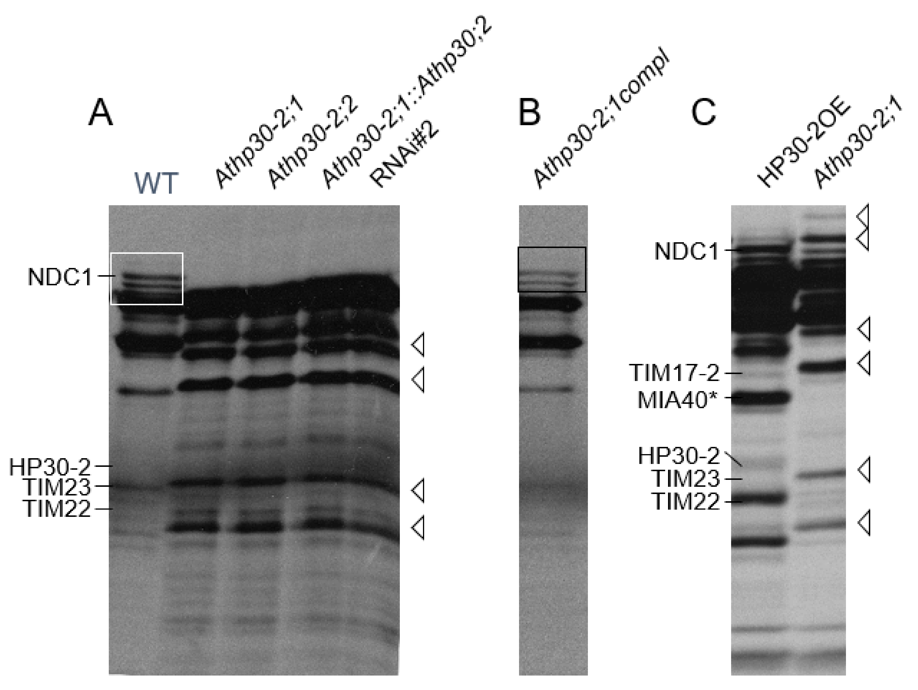 Plants 10 00958 g003