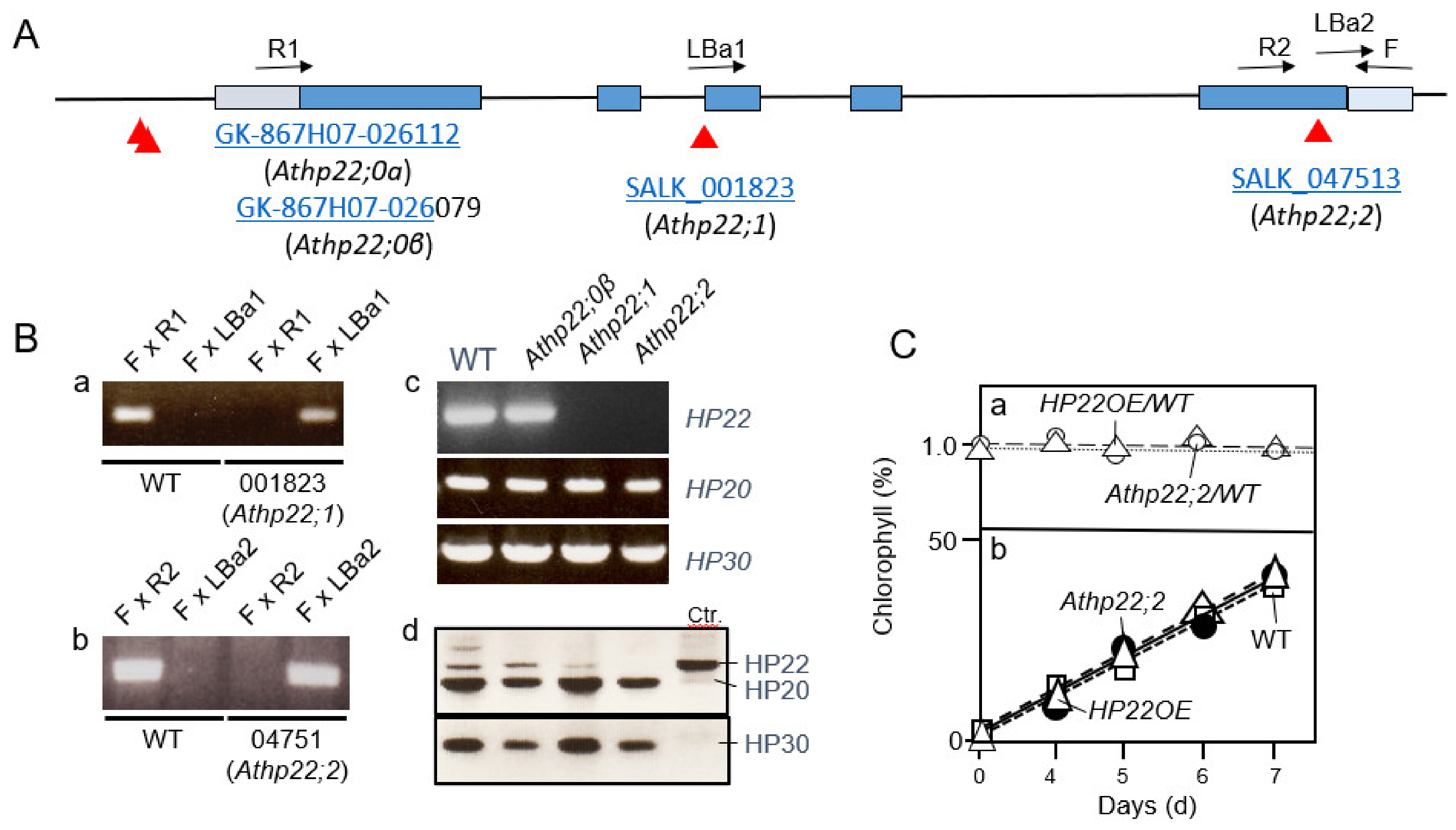 Plants 10 00958 g004