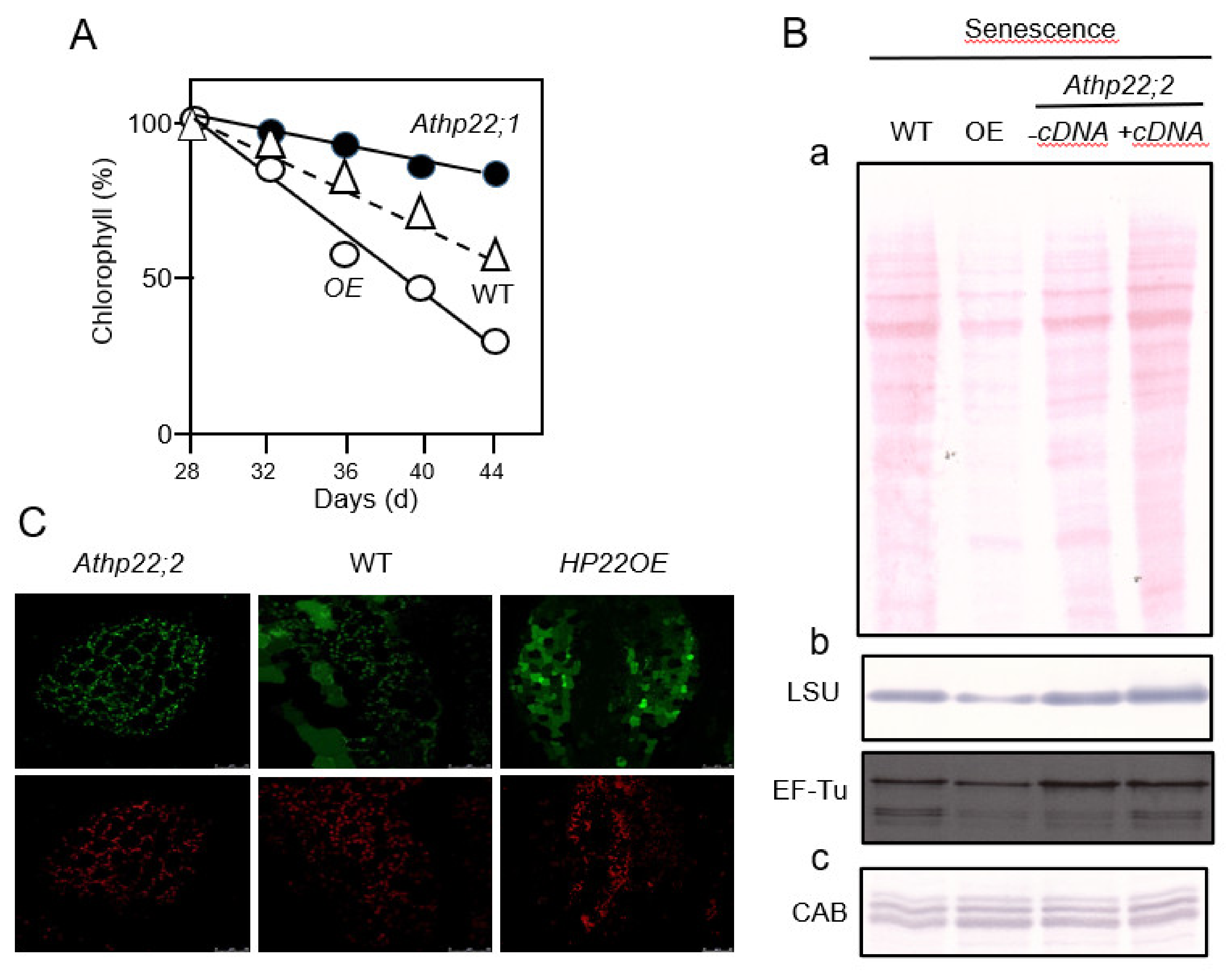 Plants 10 00958 g005