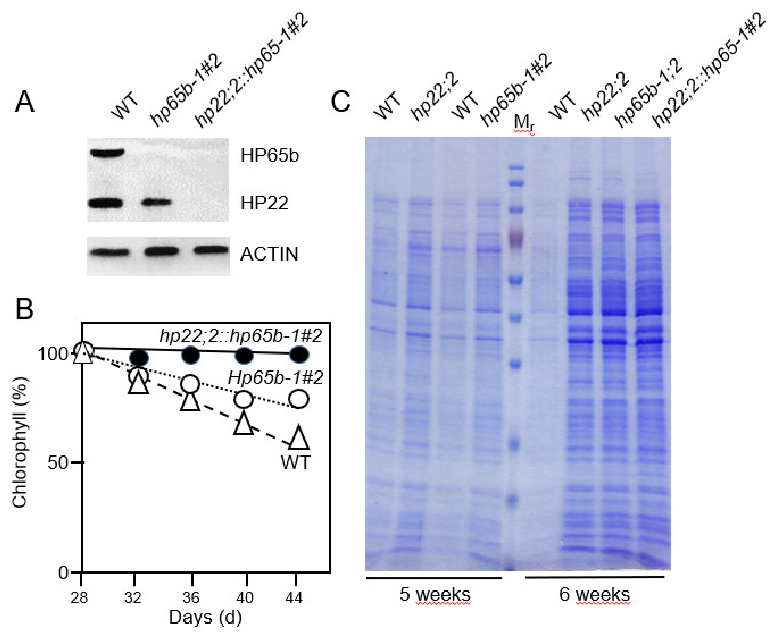 Plants 10 00958 g007