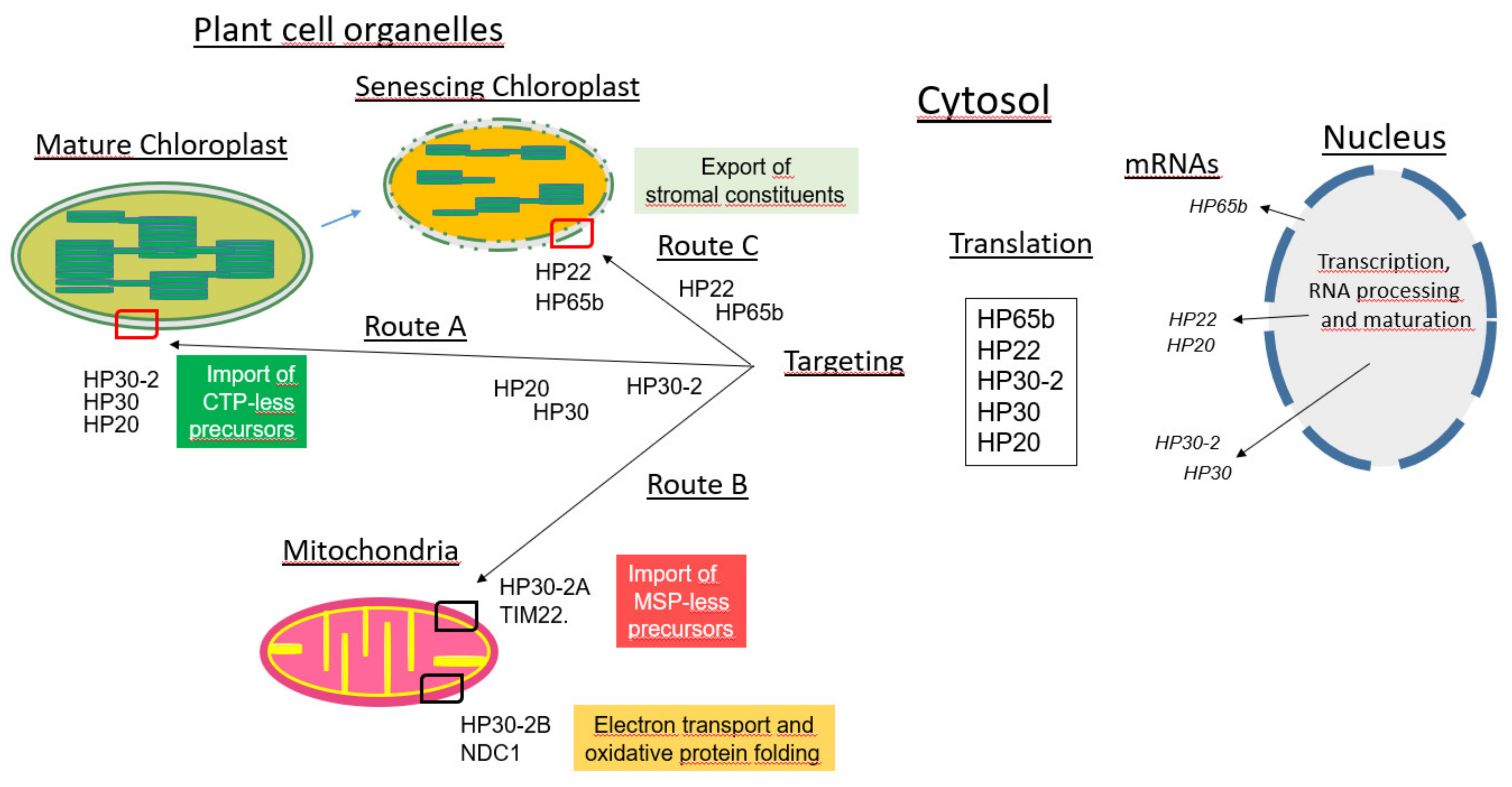 Plants 10 00958 g008
