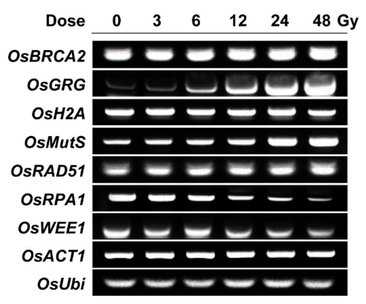 Plants 10 00968 g003