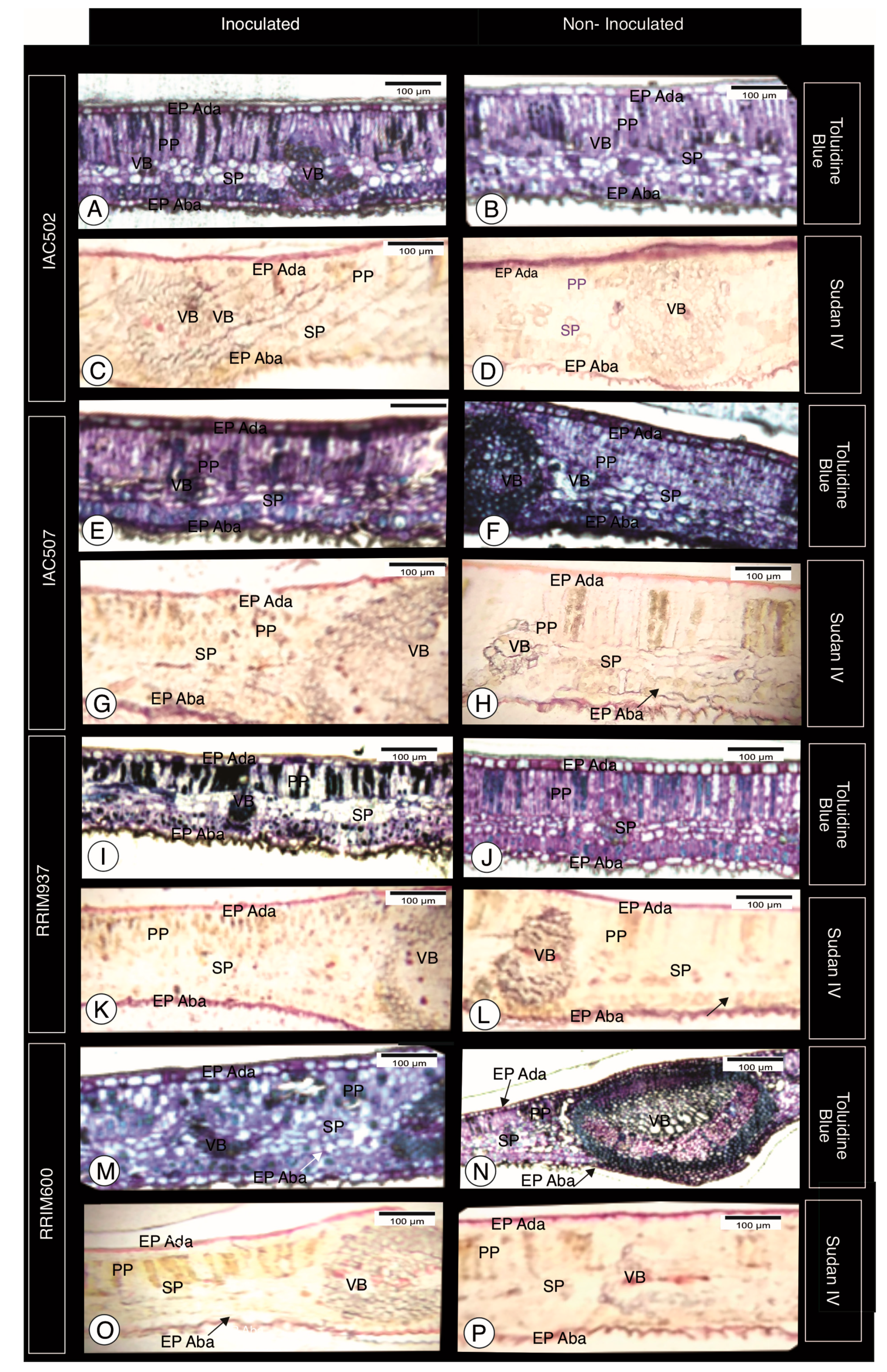 Plants 10 00985 g001