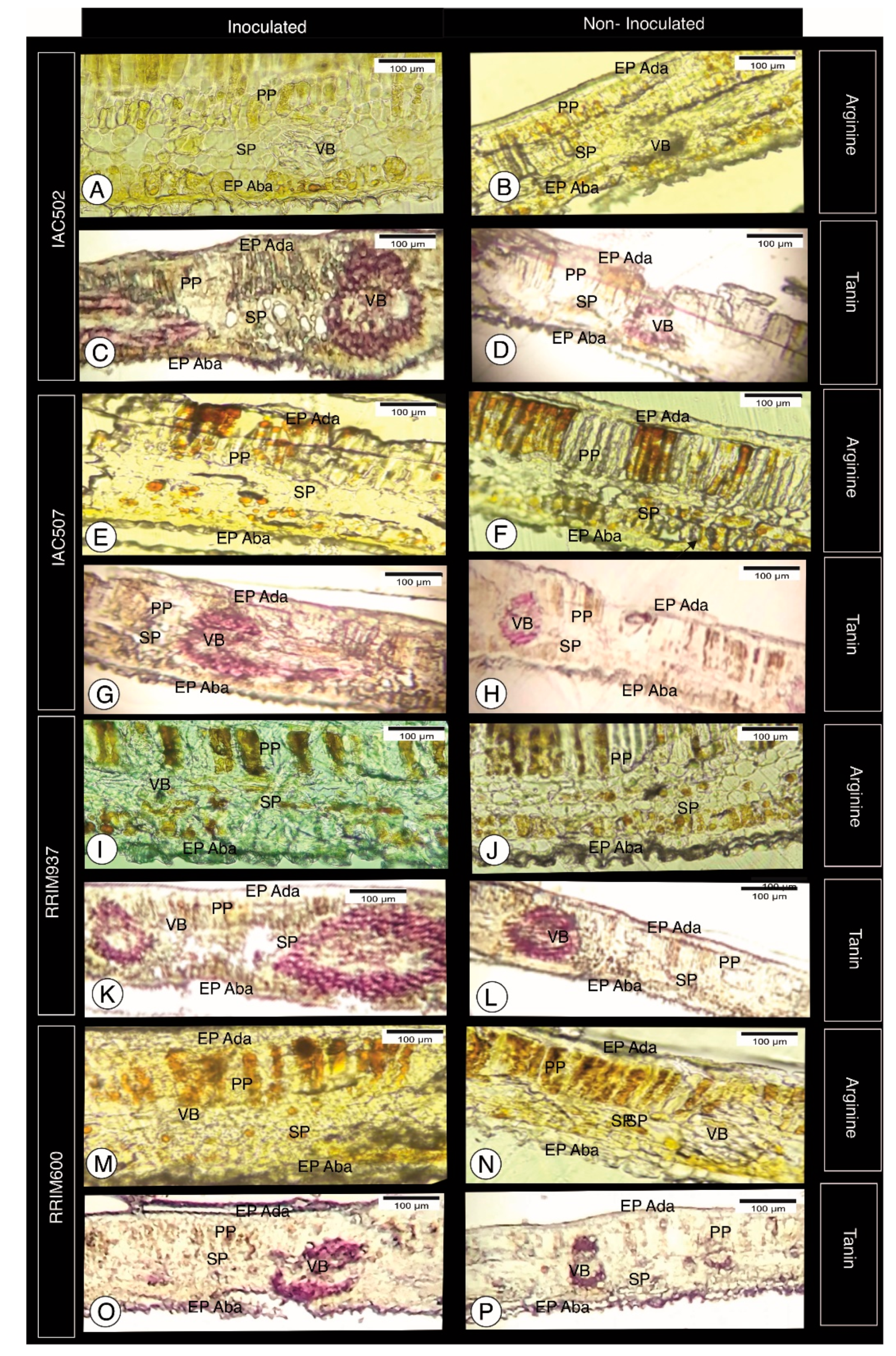 Plants 10 00985 g002