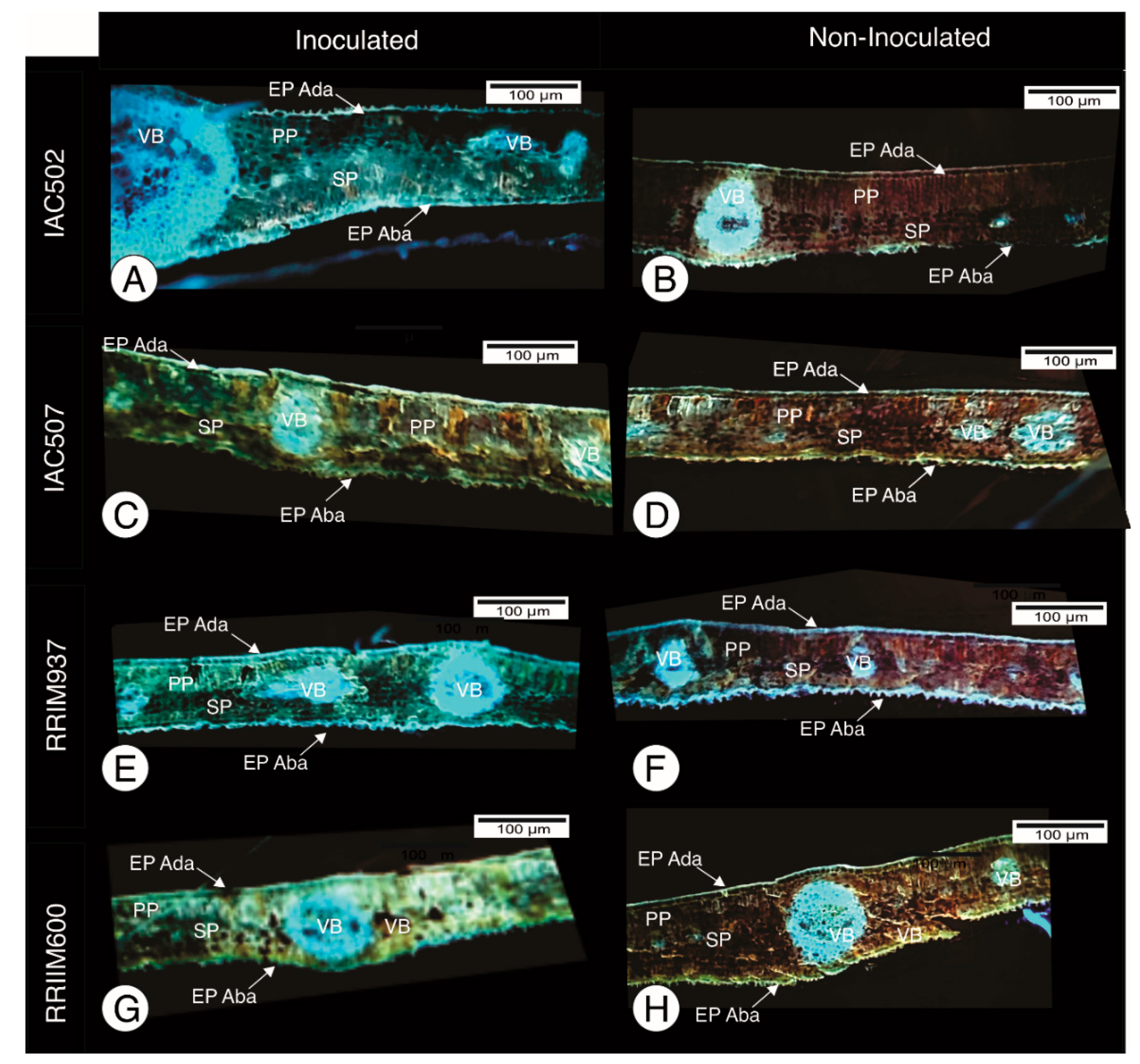 Plants 10 00985 g003